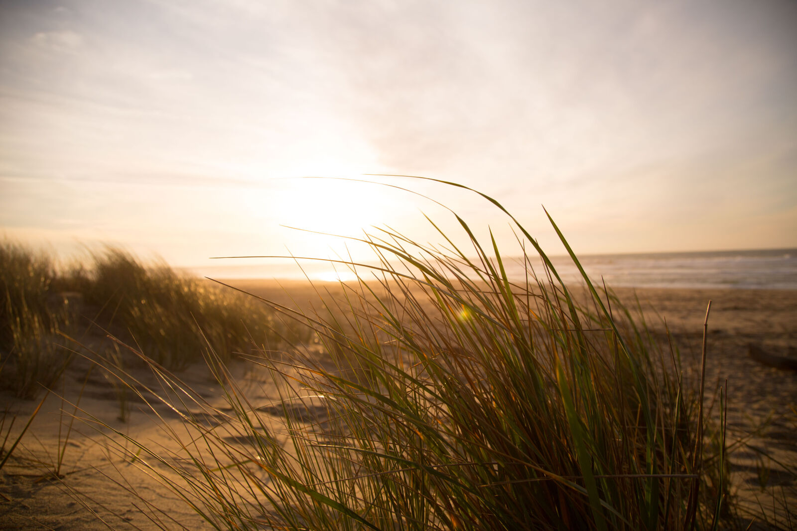 Canon EF 24-105mm F4L IS USM sample photo. Wind, grass, beach, sea photography