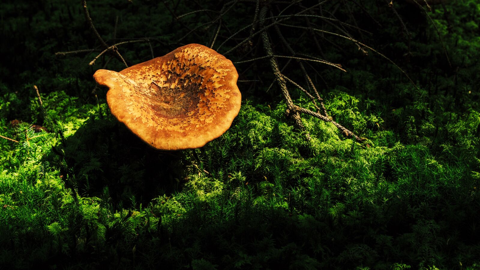 Canon EOS 650D (EOS Rebel T4i / EOS Kiss X6i) sample photo. Mushroom, forest, autumn photography