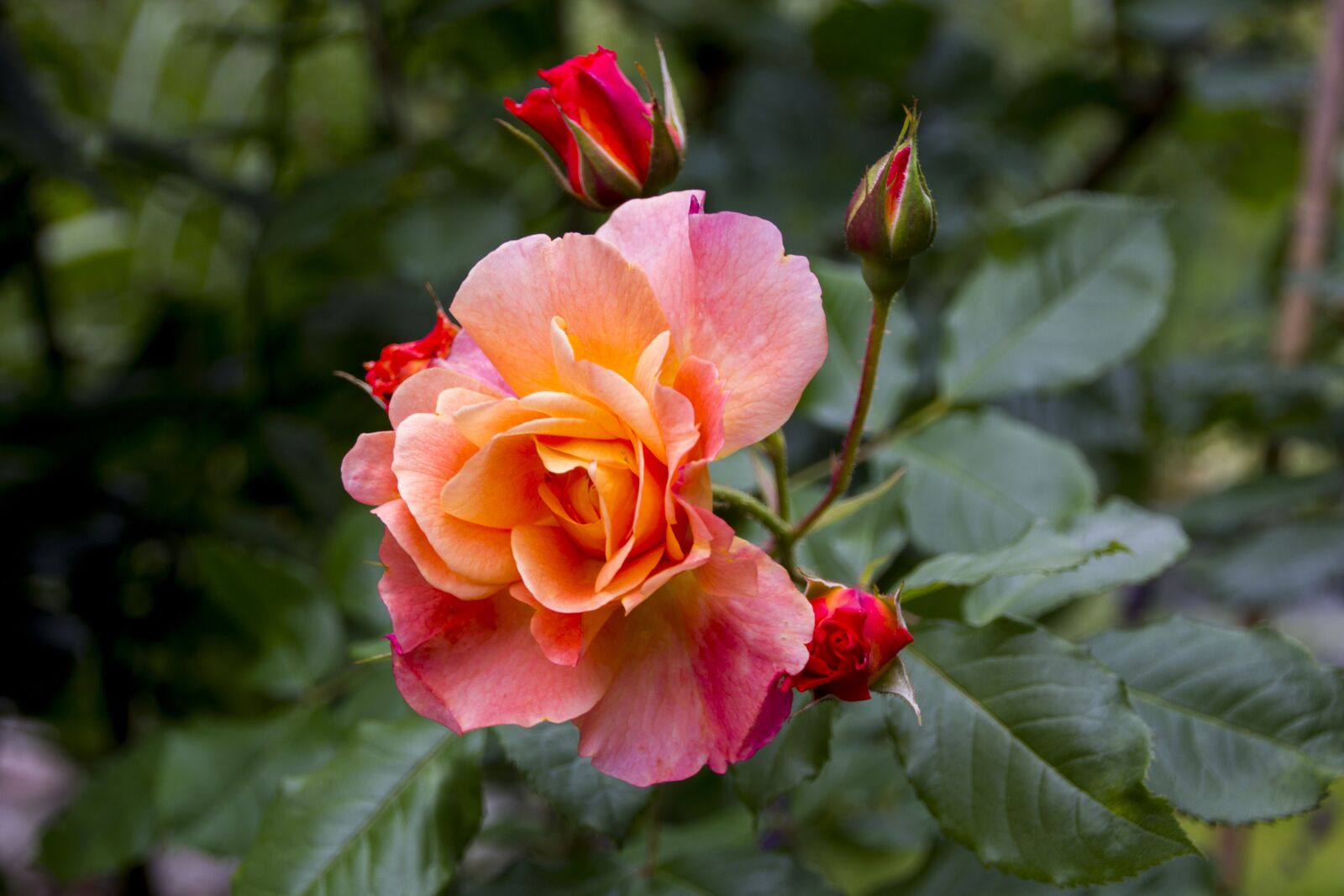 Canon EOS 60D sample photo. Rose, flower, blossom photography