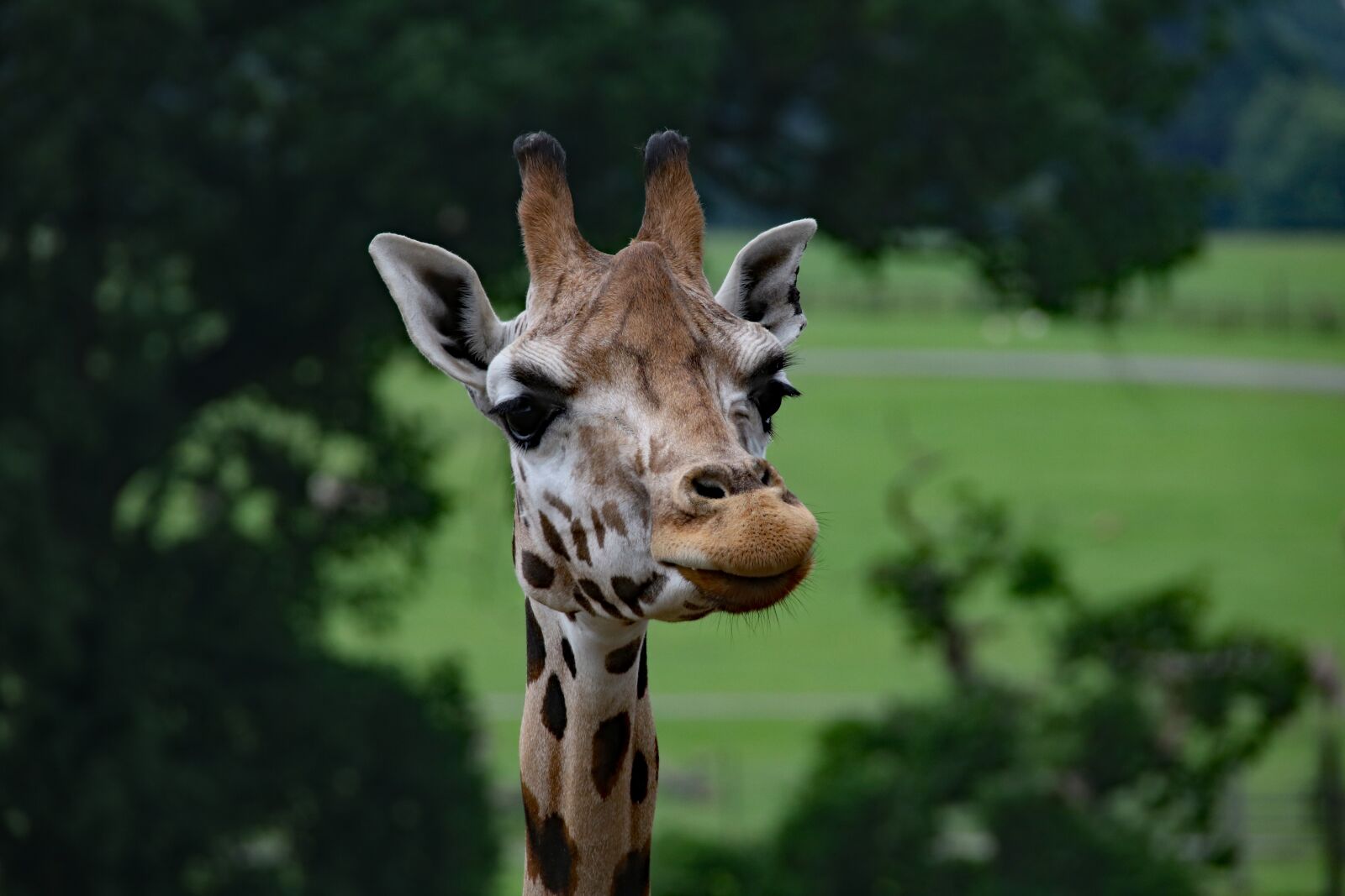 Canon EOS 760D (EOS Rebel T6s / EOS 8000D) sample photo. Giraffe, long neck giraffe photography