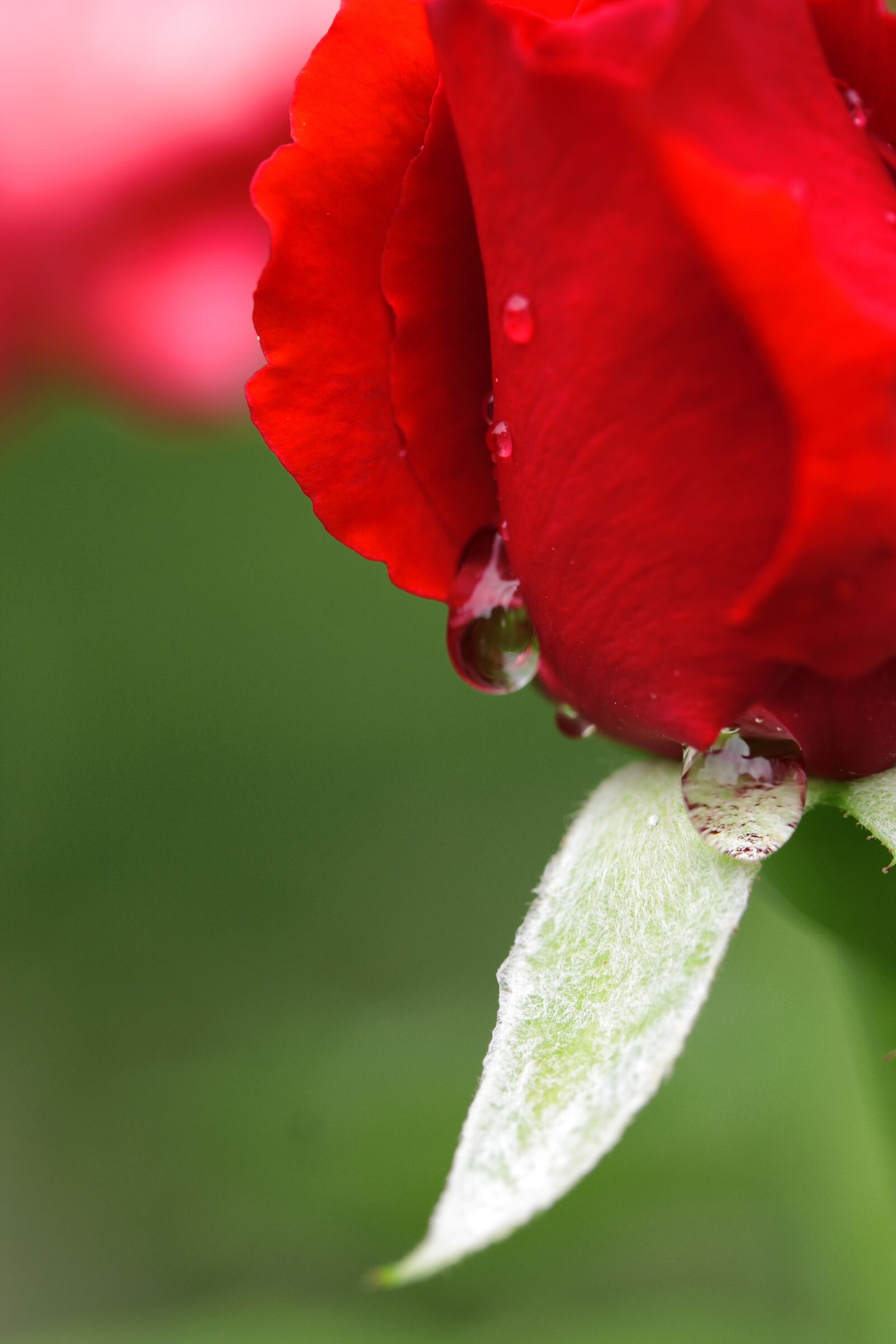 Canon EOS 40D sample photo. Rose, red, drop photography