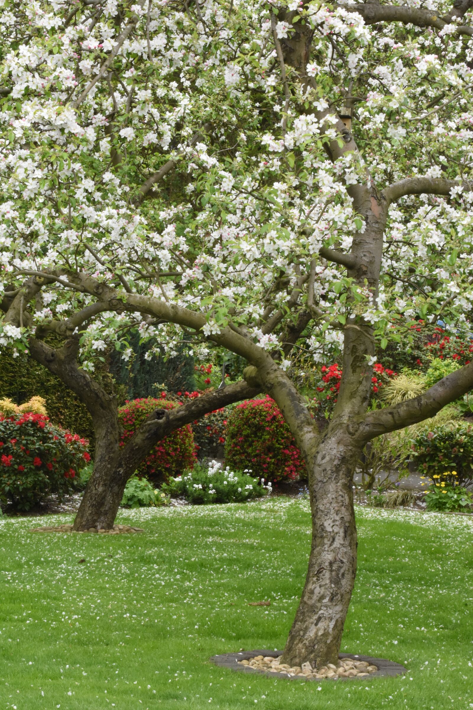 Nikon D7200 sample photo. Garden, flowers, colorful photography