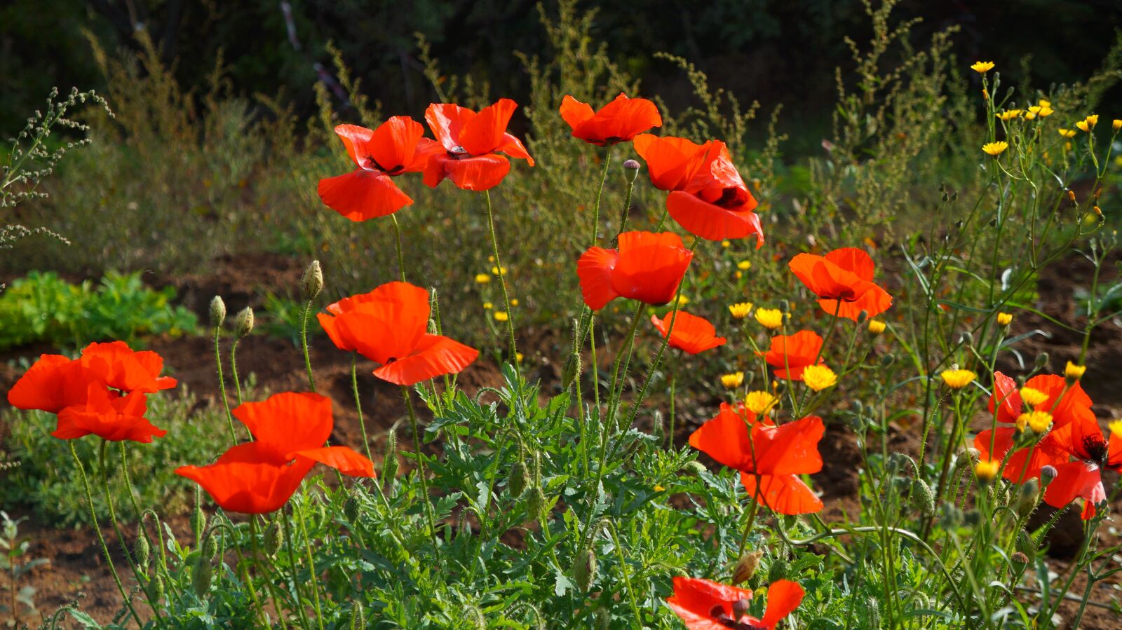 Sony Alpha a3000 + Sony E 18-55mm F3.5-5.6 OSS sample photo. Nature, plants, poppies photography