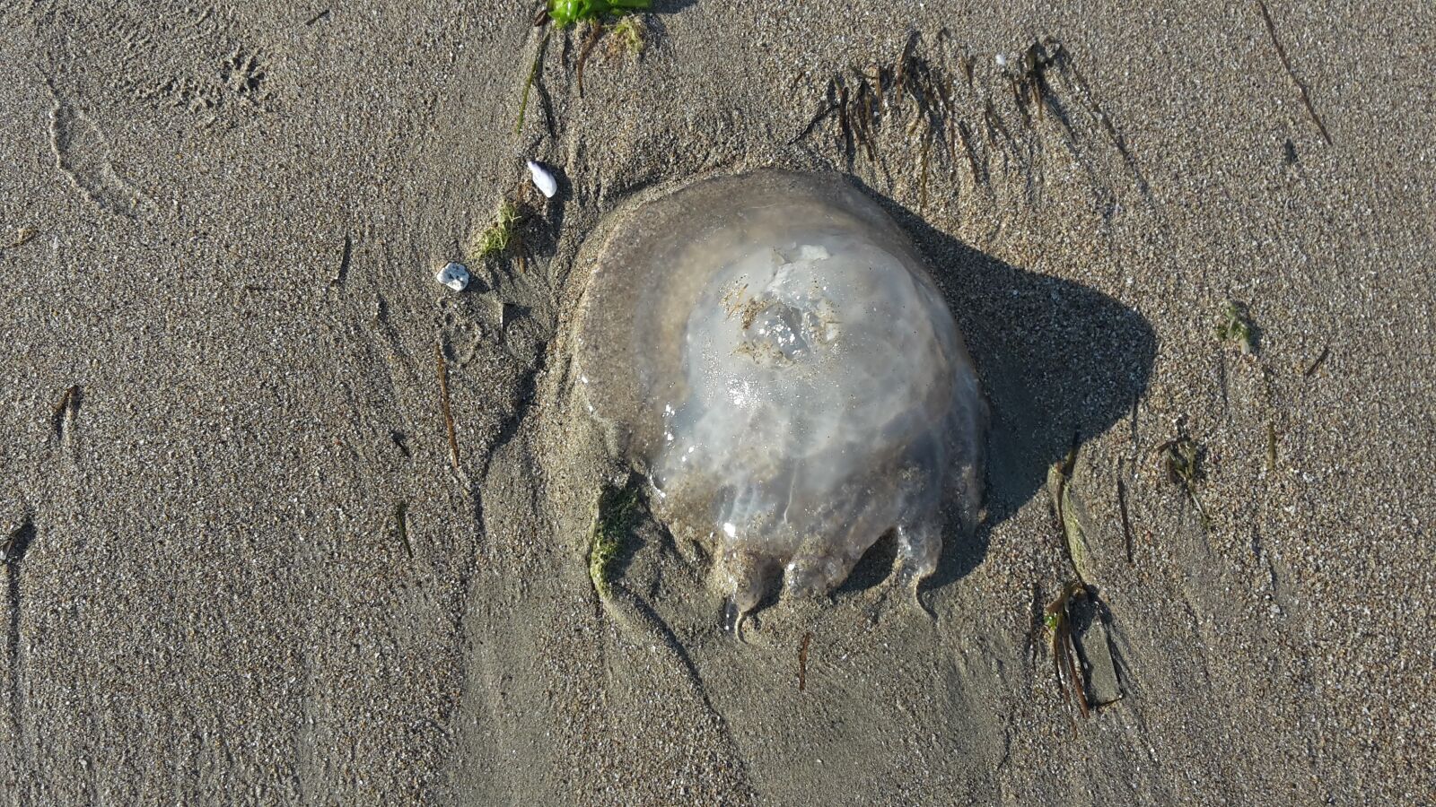 Samsung Galaxy S5 Mini sample photo. Jellyfish, sea, beach photography