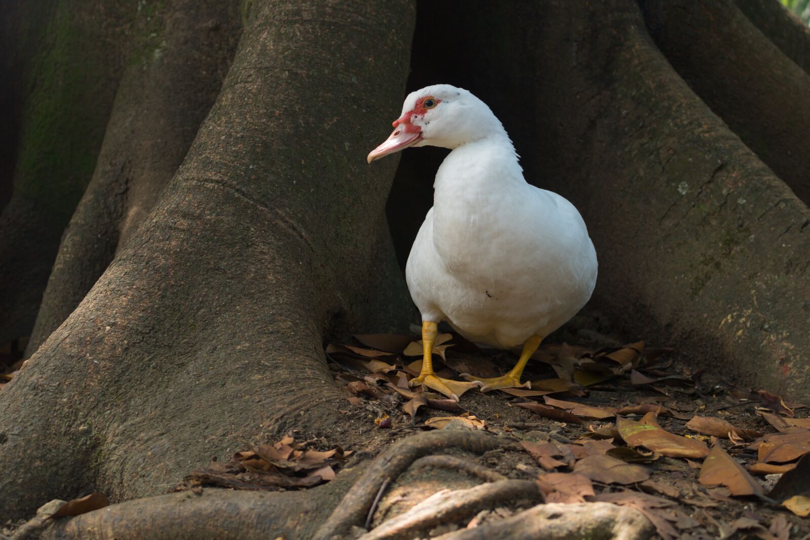 Canon EOS 750D (EOS Rebel T6i / EOS Kiss X8i) sample photo. Duck, animal, animals photography