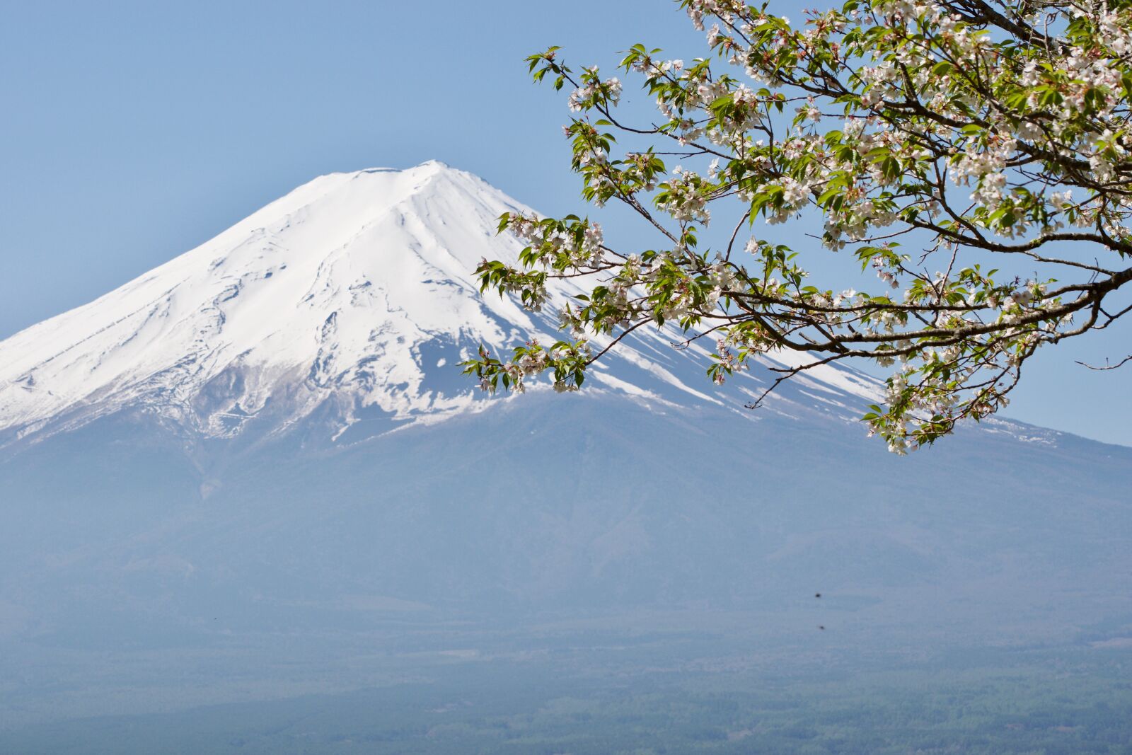 Nikon D5300 sample photo. Fuji, japan, nature photography