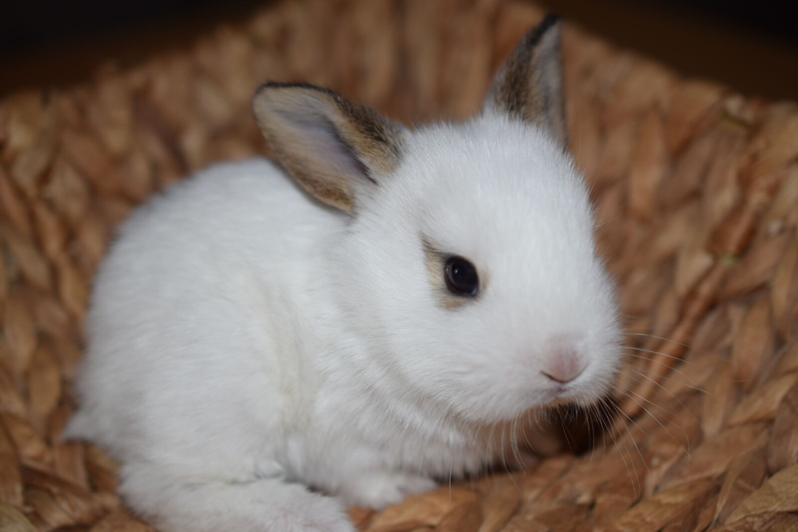 Nikon D3300 sample photo. Easter pictures, hare, small photography
