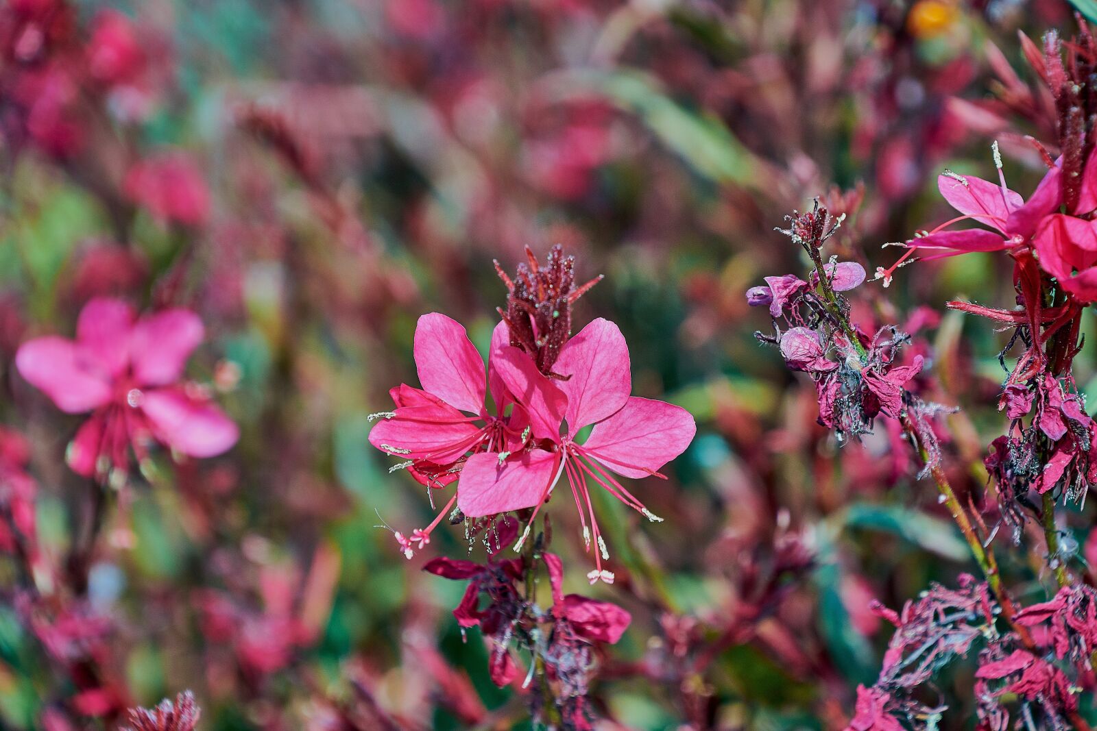 Nikon D7200 sample photo. Flower, color, plant photography