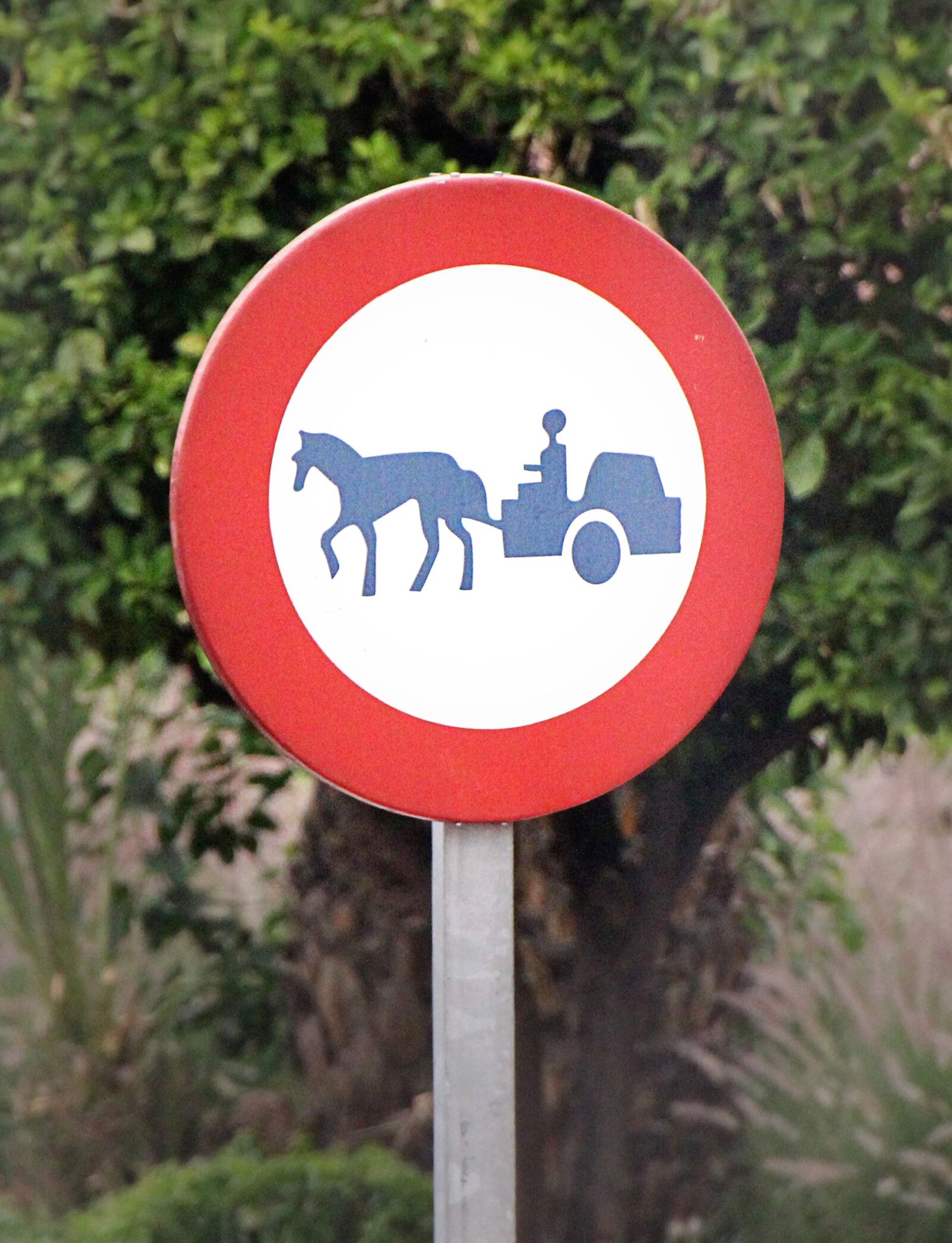 Canon EOS 550D (EOS Rebel T2i / EOS Kiss X4) sample photo. Shield, street sign, funny photography