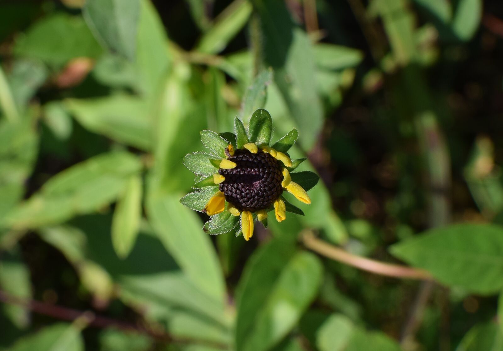 Nikon D3300 sample photo. Wild black-eyed susan opening photography