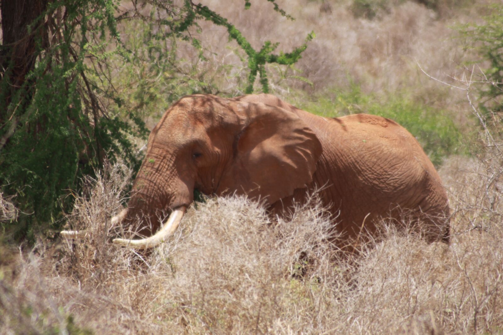 Canon EOS 50D sample photo. Elephant boy, acacia, maverick photography