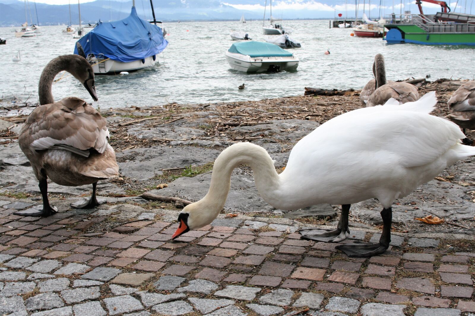 Canon EOS 400D (EOS Digital Rebel XTi / EOS Kiss Digital X) sample photo. Swans, family, cloudy photography