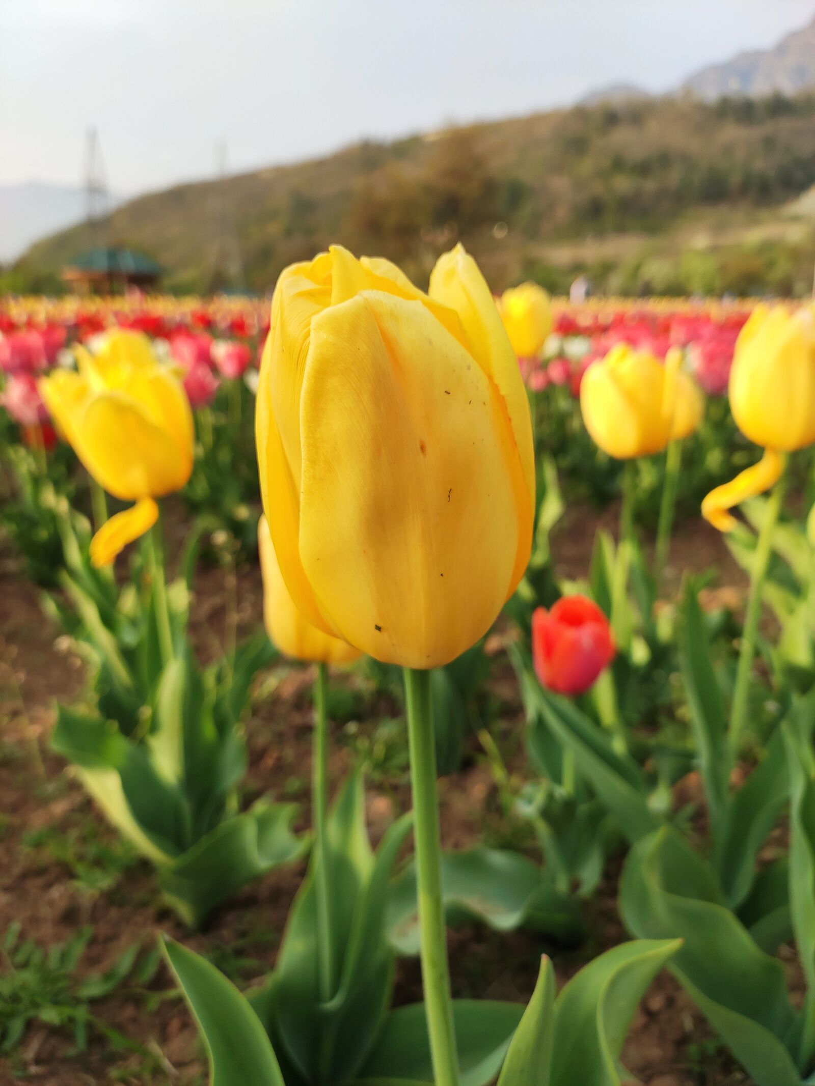 Xiaomi Redmi Note 7 Pro sample photo. Flowers, tulips, field photography