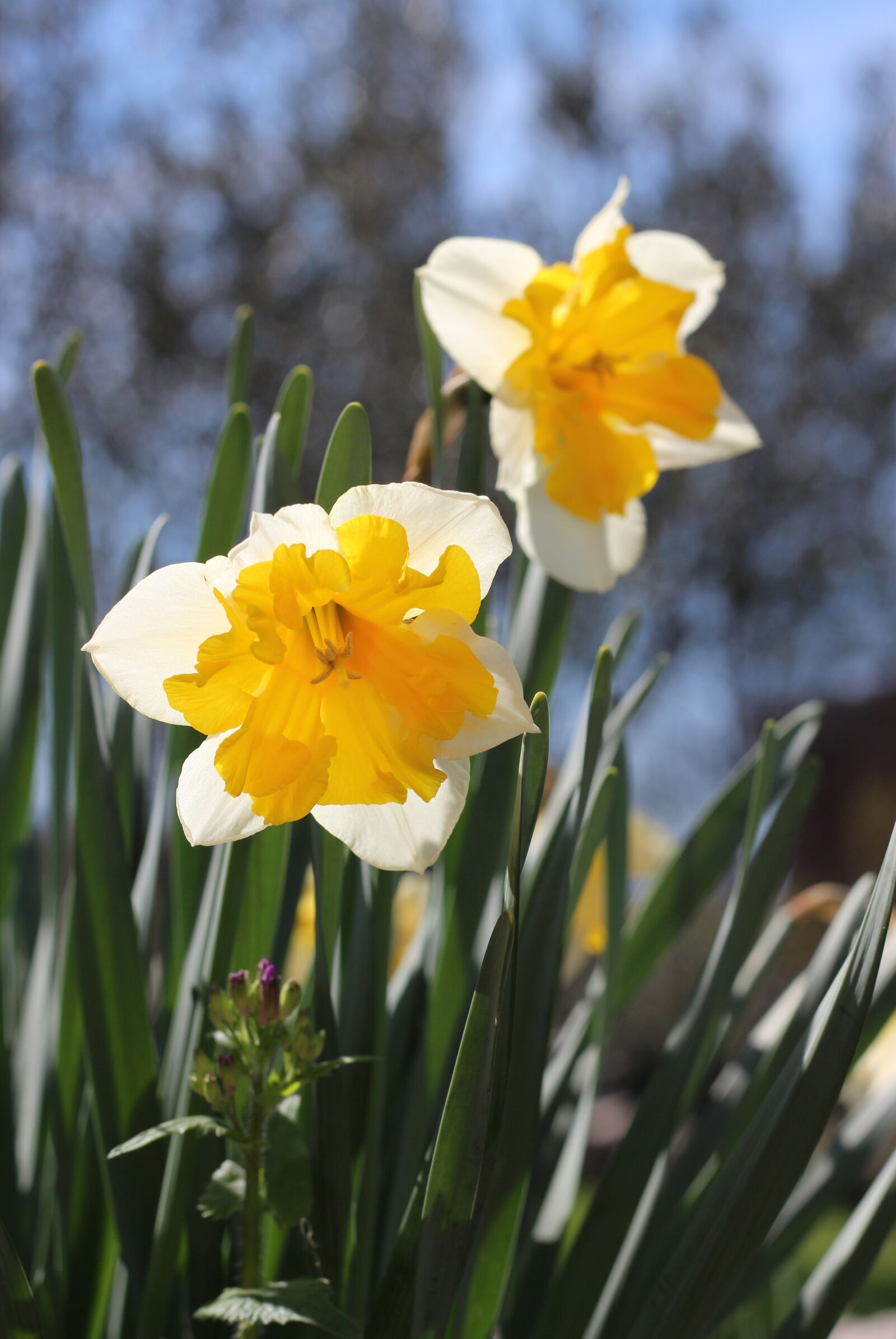 Canon EOS 700D (EOS Rebel T5i / EOS Kiss X7i) sample photo. Daffodils, white flowers, flowers photography