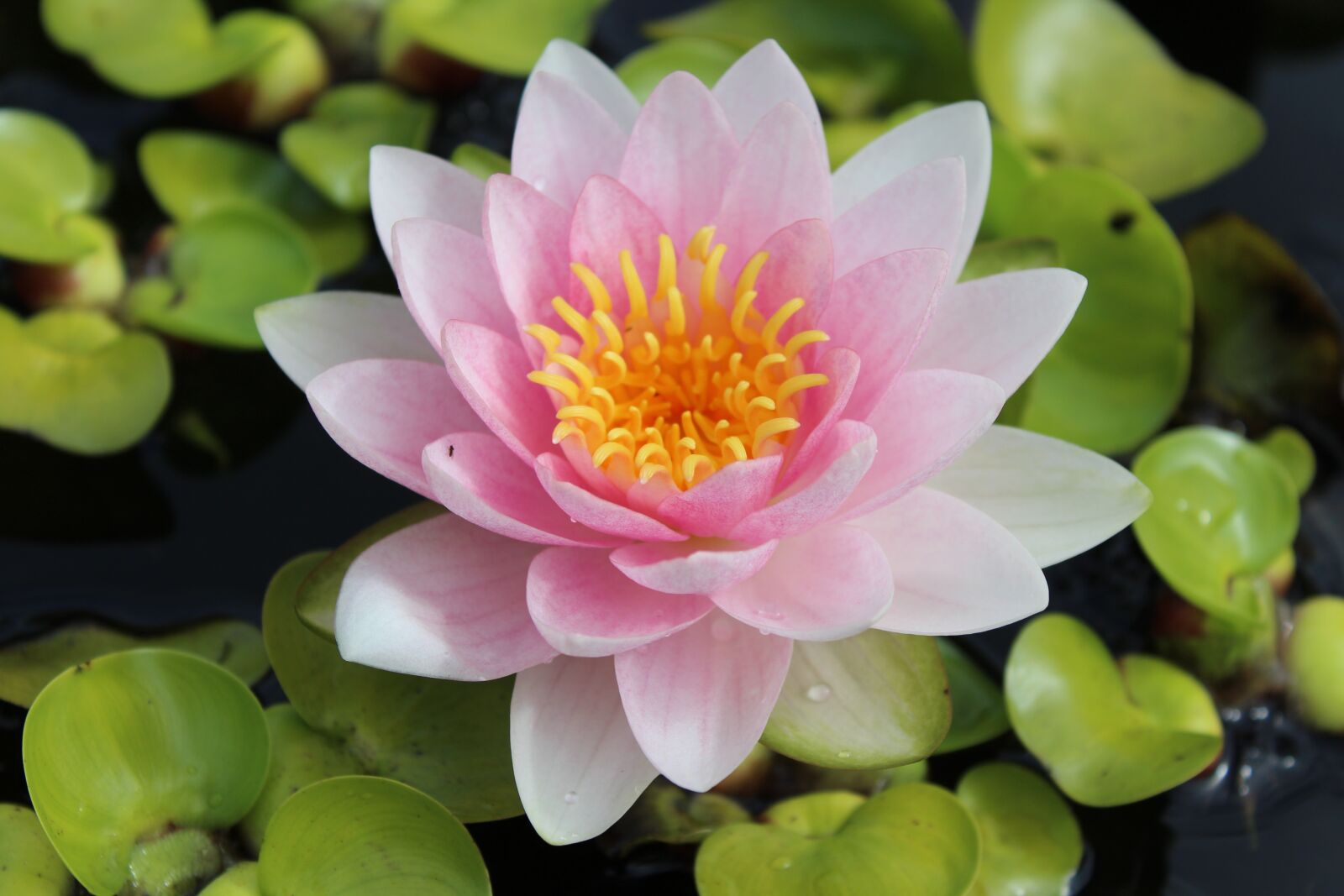 Canon EOS 1200D (EOS Rebel T5 / EOS Kiss X70 / EOS Hi) sample photo. Water lily, nuphar lutea photography