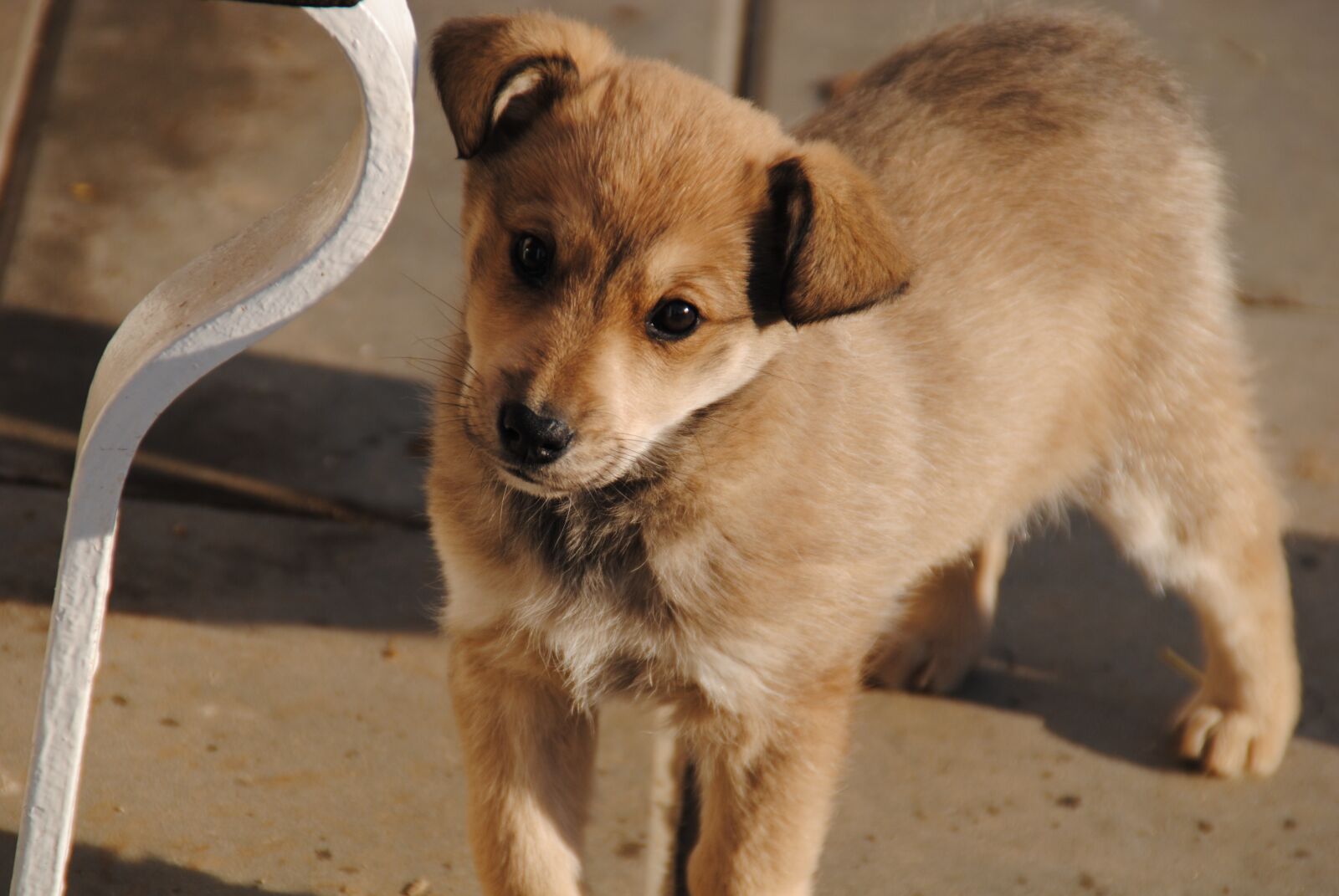 Nikon D3000 sample photo. Dog, happy dog, animal photography