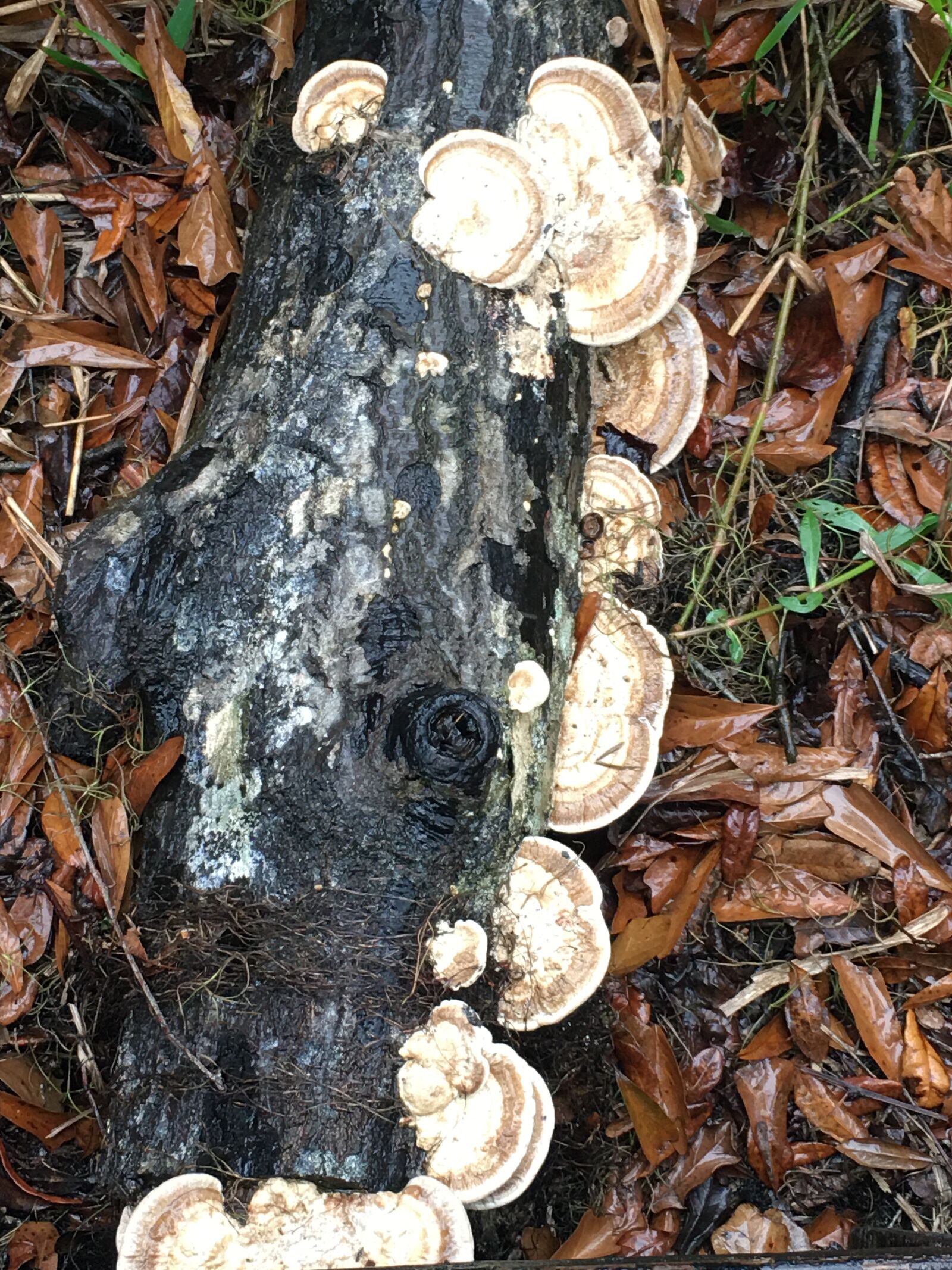 iPhone 6s Plus back camera 4.15mm f/2.2 sample photo. Nature, bayou, louisiana photography