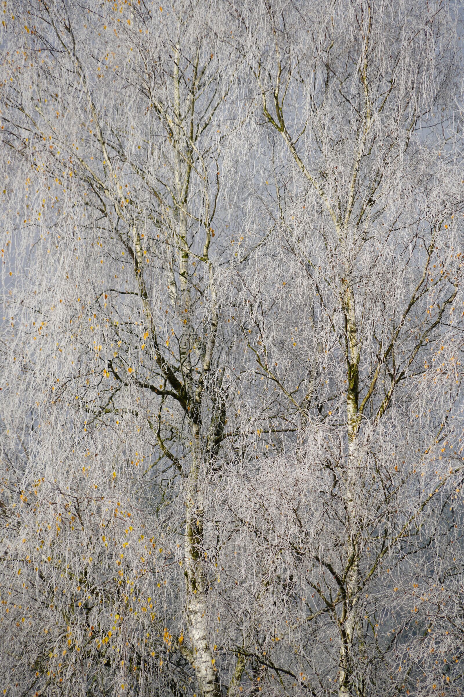 Sony a7R II + Sony FE 24-240mm F3.5-6.3 OSS sample photo. Hoarfrost, cold, winter photography