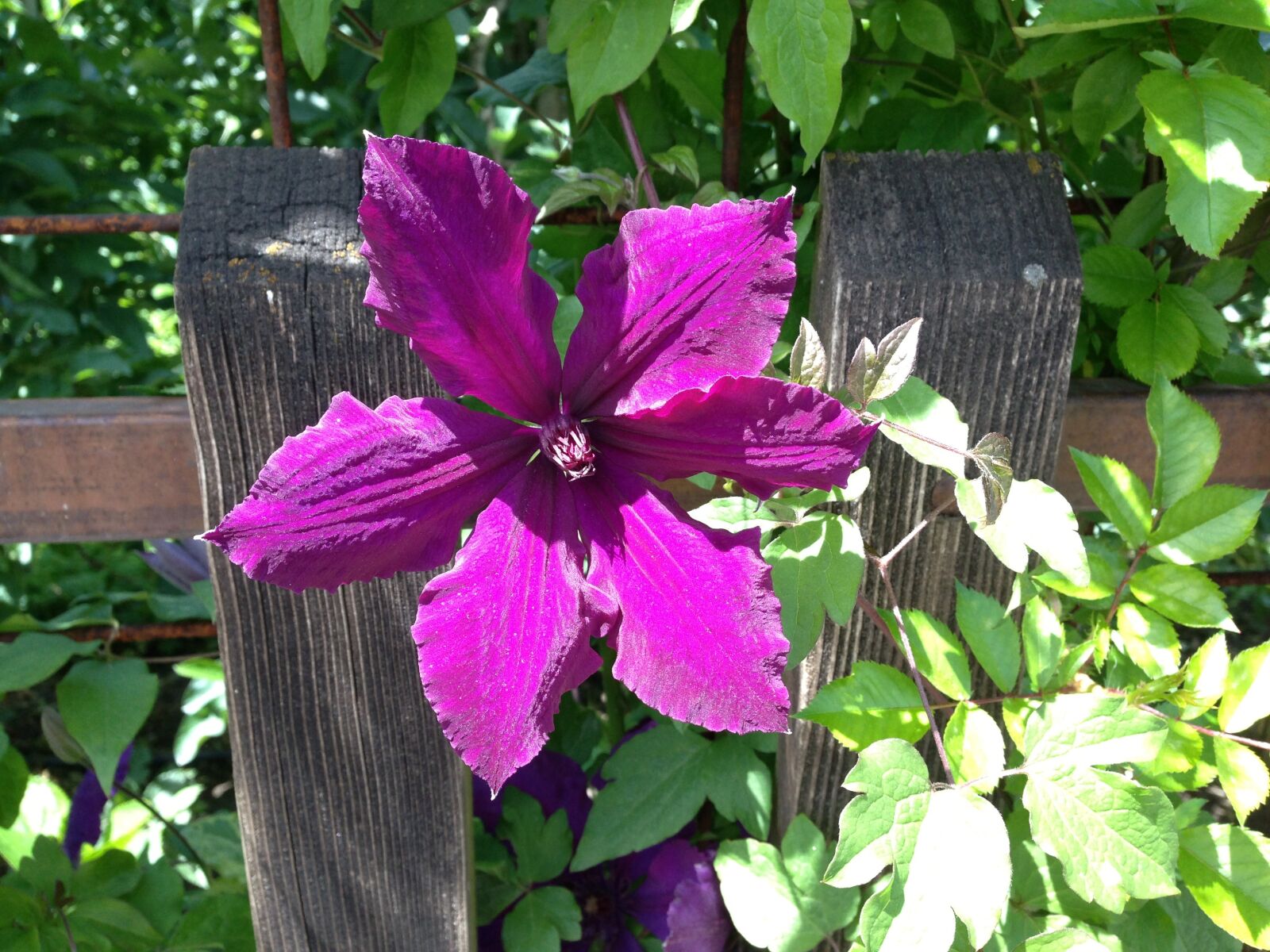 Apple iPhone 5 sample photo. Clematis, fence, blossom photography