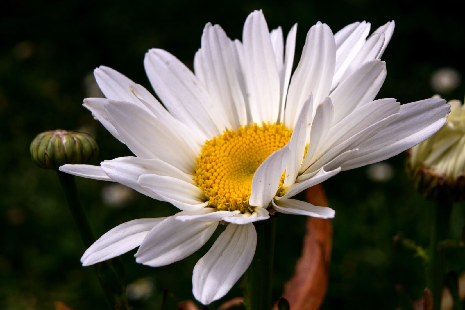 Sony DT 18-70mm F3.5-5.6 sample photo. Flower garden, horticulture, petals photography
