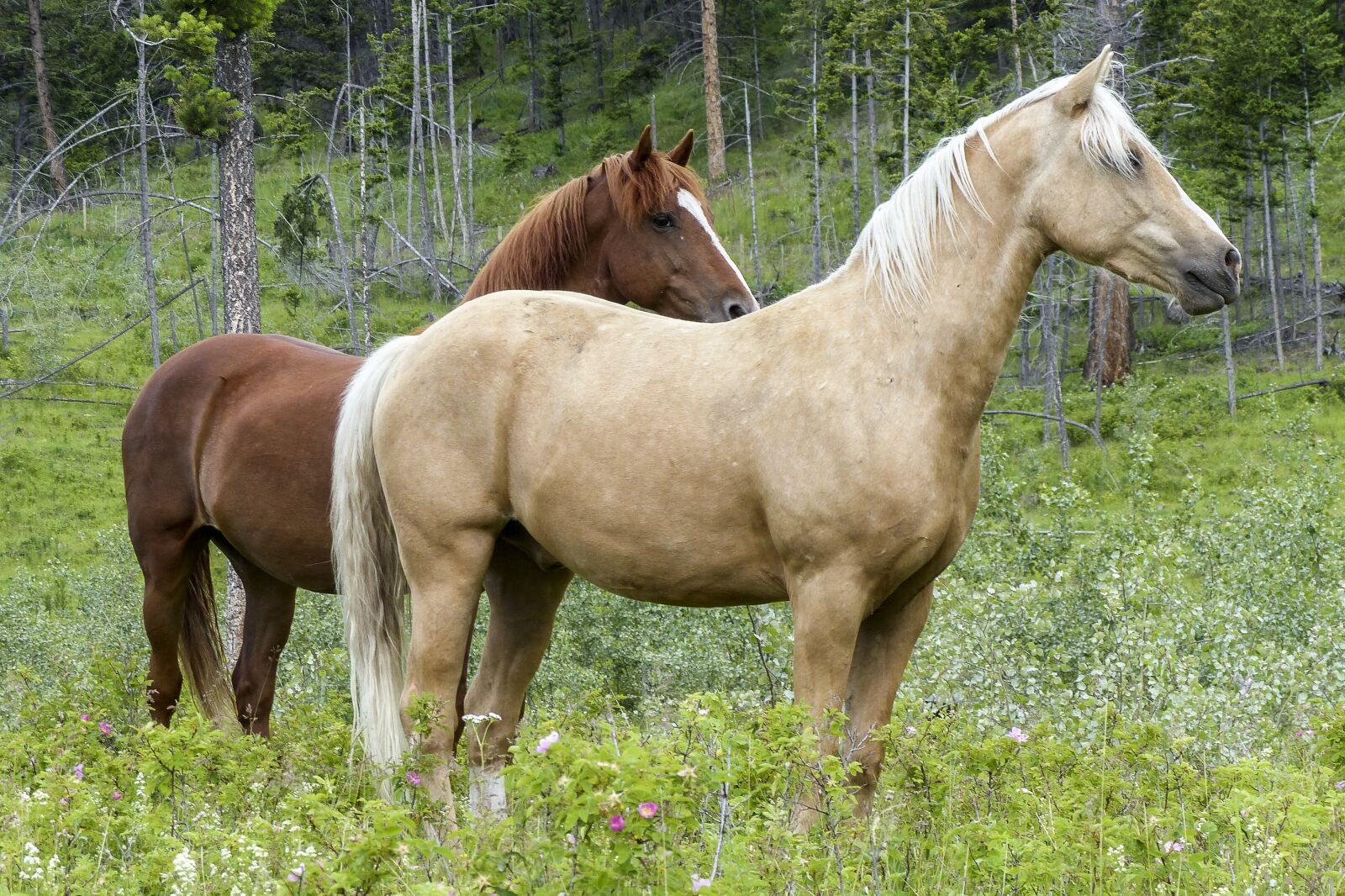 Panasonic Lumix DMC-FZ200 sample photo. Horse, mammal, animal photography