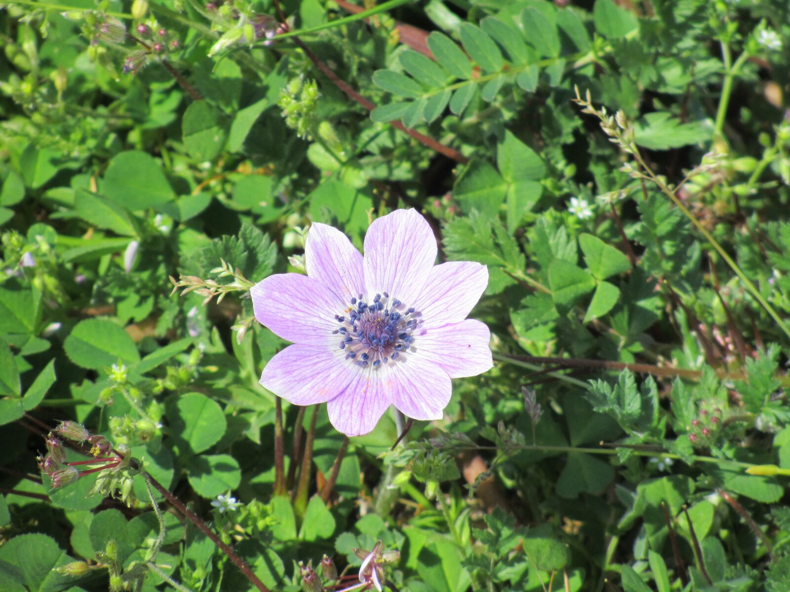 Canon PowerShot SX210 IS sample photo. Flower, nature, plant photography