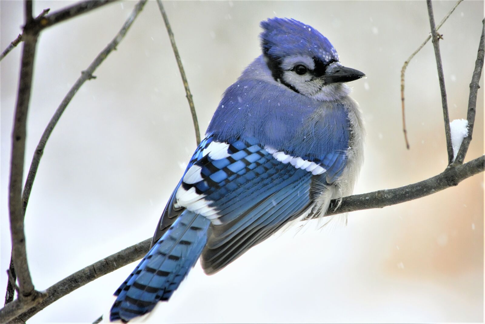 Nikon D7100 sample photo. Bird, blue jay, fluffing photography
