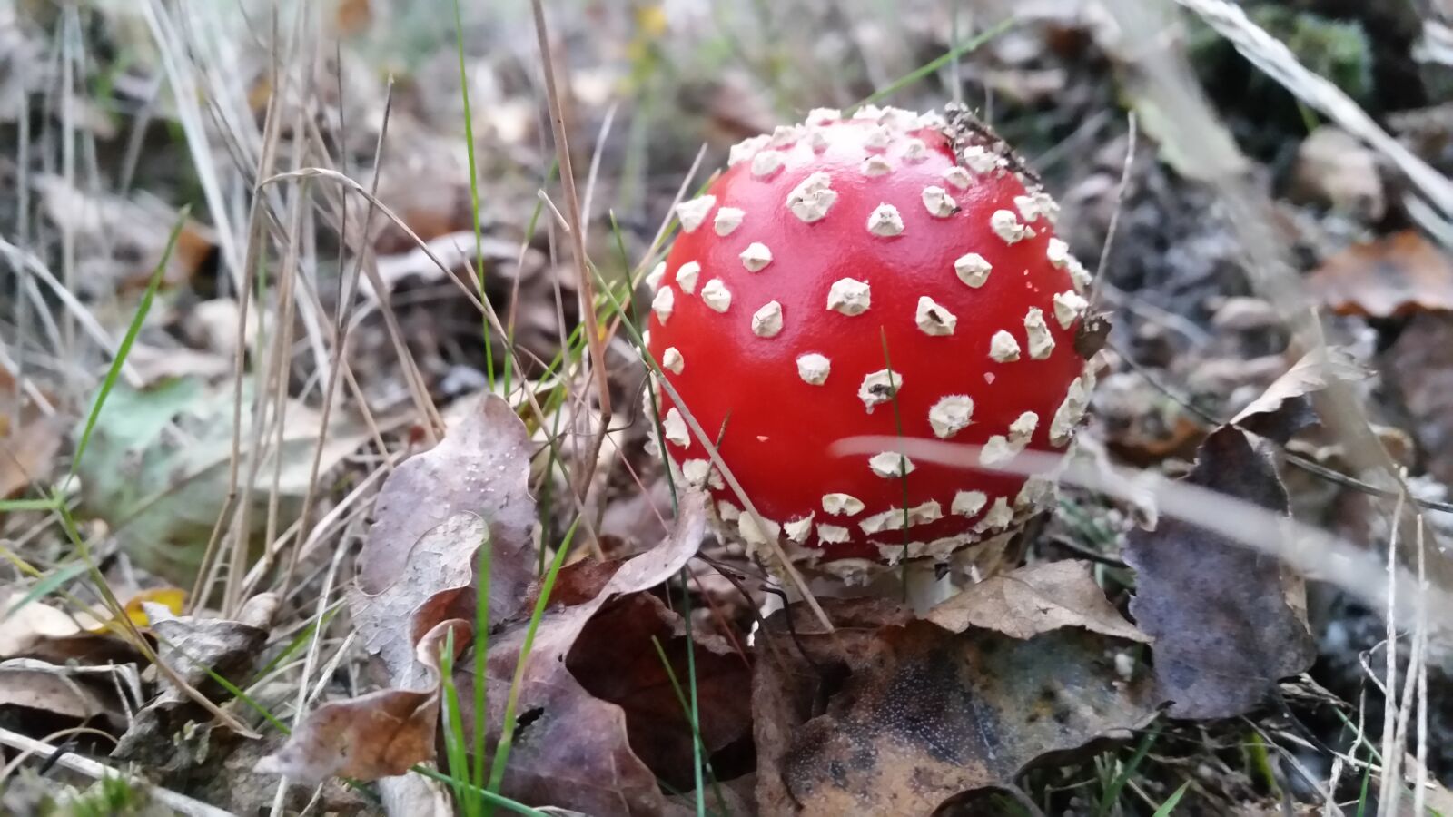 Samsung Galaxy S5 sample photo. Autumn, mushroom, nature photography
