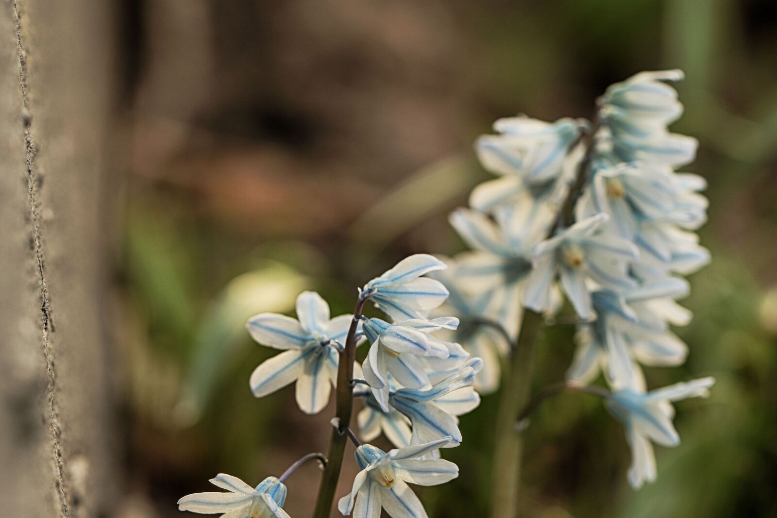 Canon EF 100mm F2.8L Macro IS USM sample photo. Flower, white, plant photography