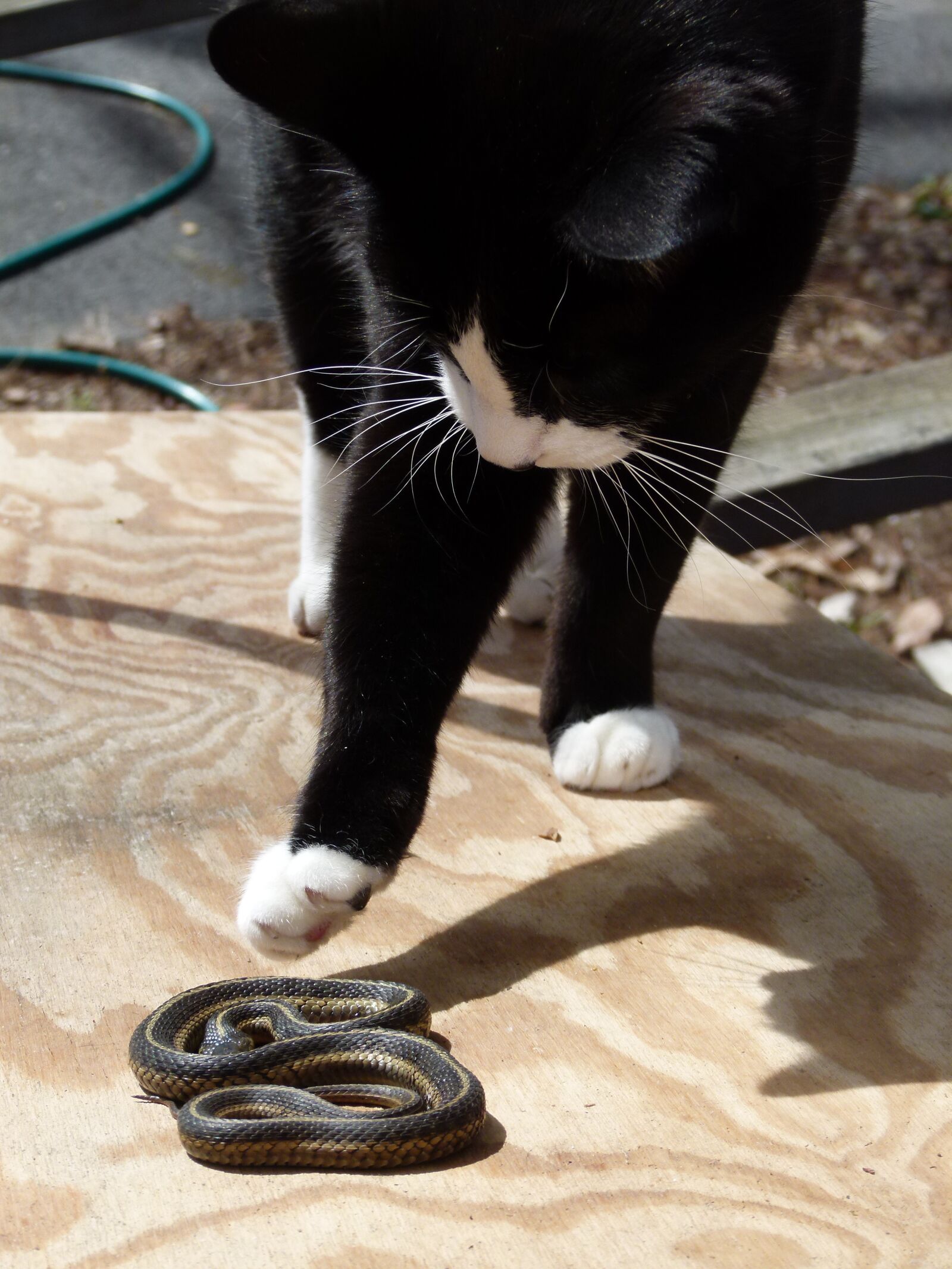 Panasonic Lumix DMC-FZ100 sample photo. Cat, snake, felix photography