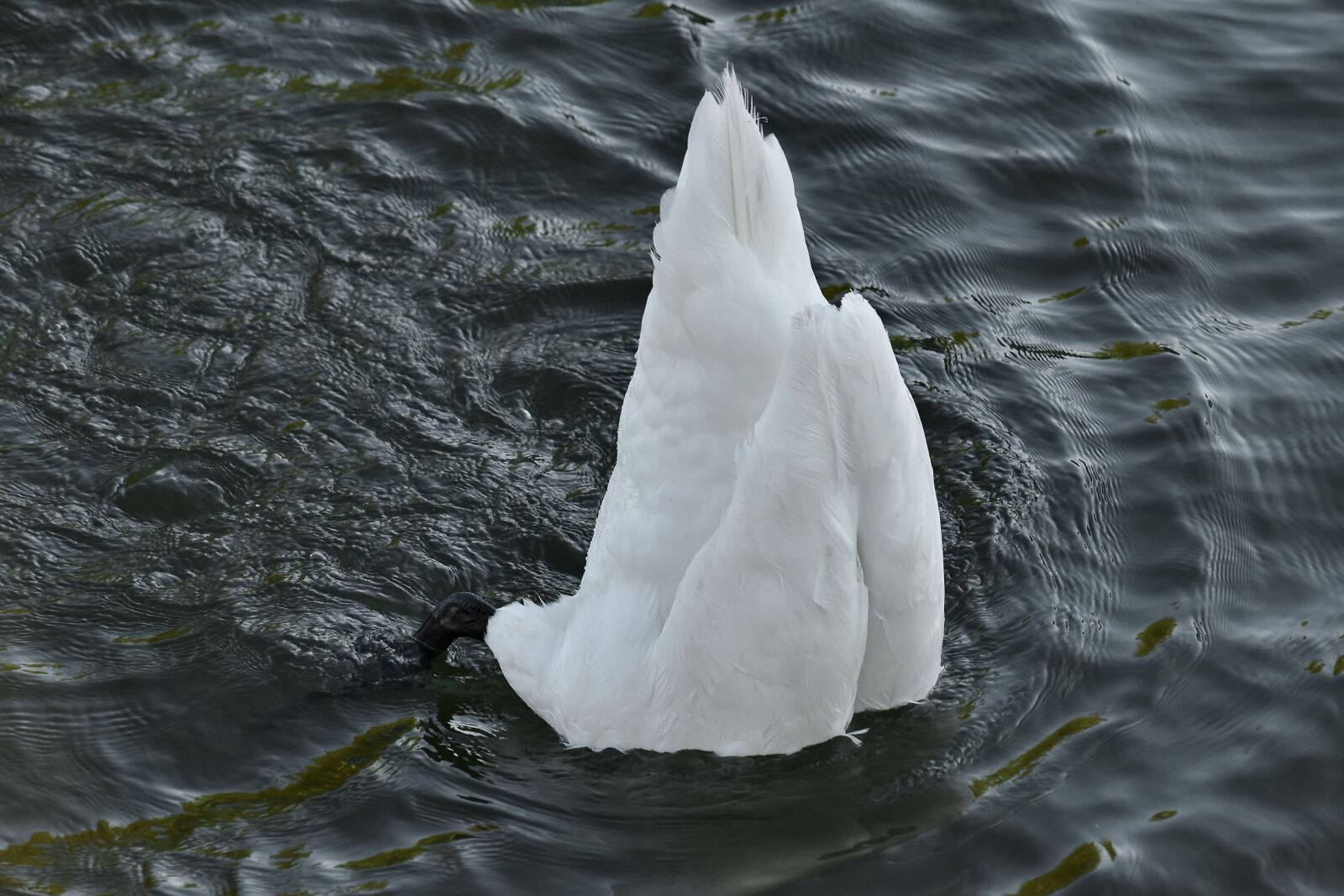 Nikon D5500 sample photo. Tail, underwater, swan, nature photography