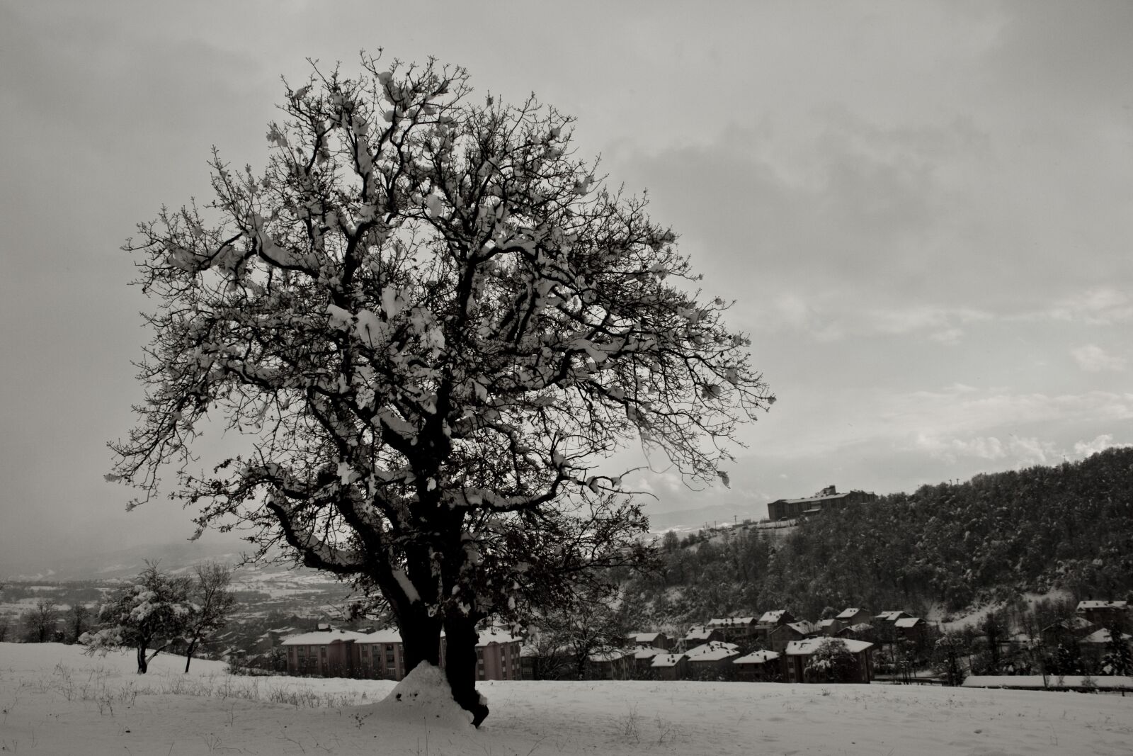 Canon EOS 500D (EOS Rebel T1i / EOS Kiss X3) sample photo. Tree, snow, winter photography