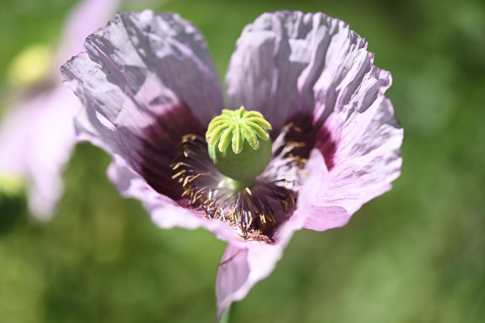 Nikon Z6 sample photo. Poppy flower, poppy, flower photography