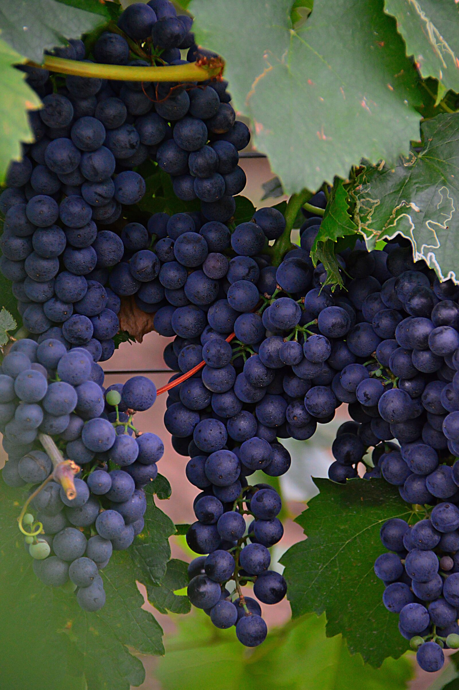 Nikon D3200 sample photo. Grape, red grapes, fruit photography