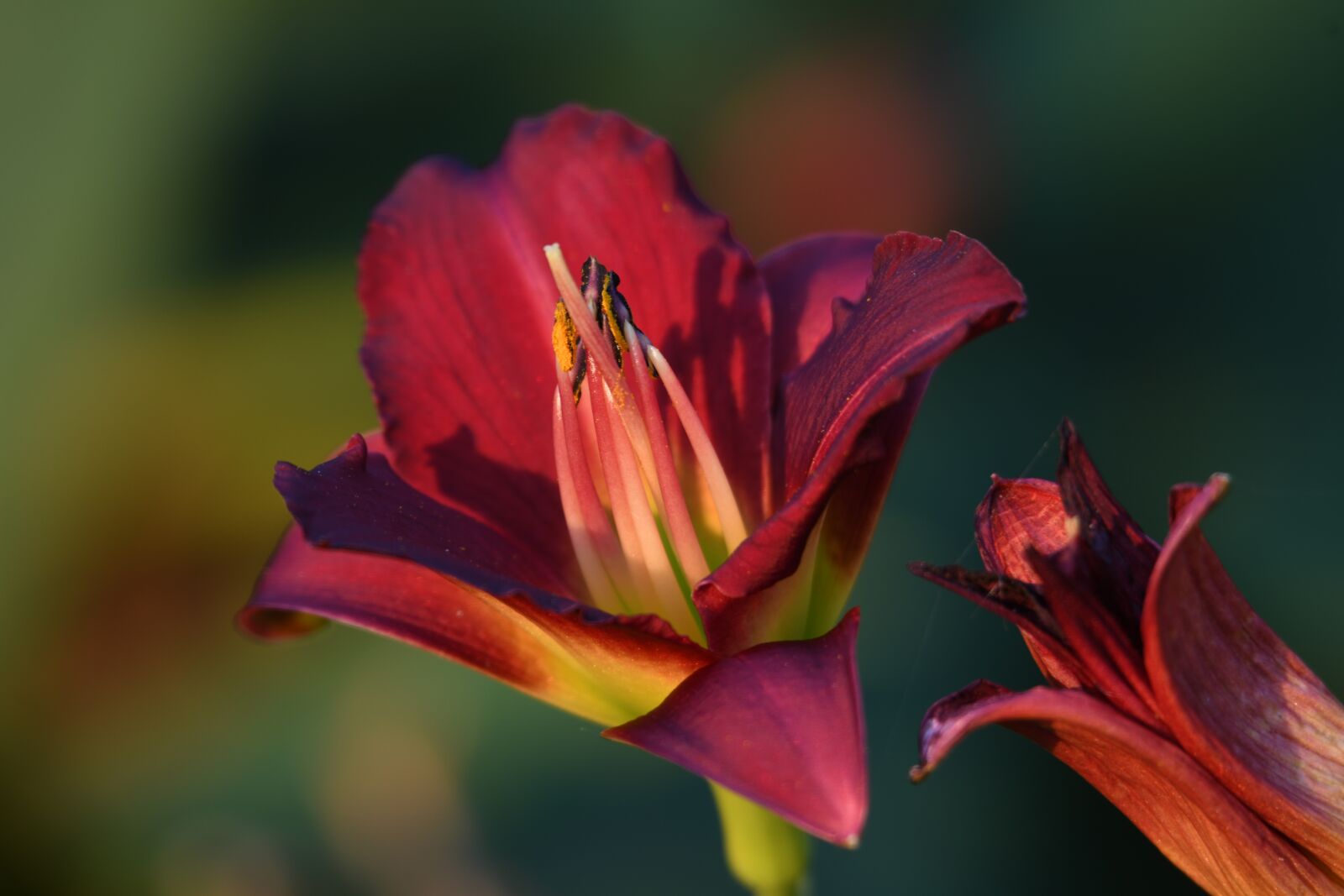 Nikon D500 sample photo. Daylily, summer, flower photography