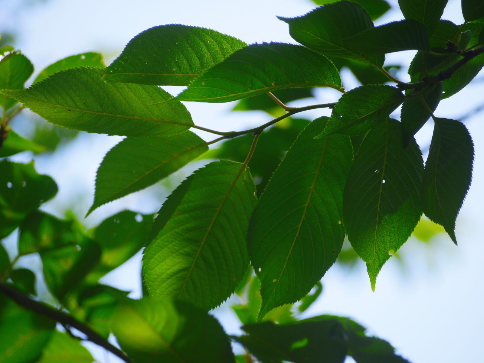 Panasonic Lumix DMC-GX1 sample photo. Cherry blossoms, leaf, branches photography