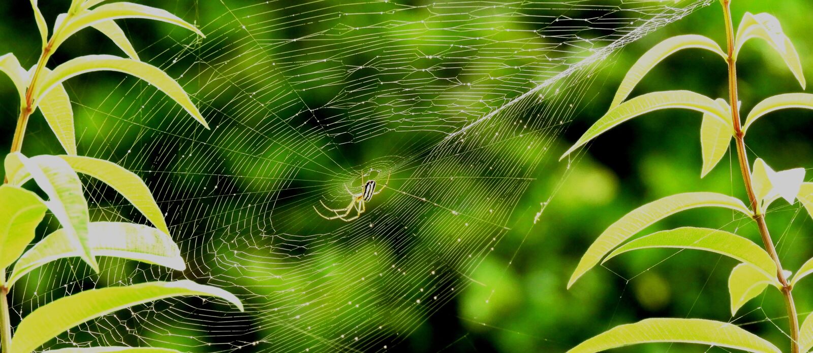 Nikon Coolpix B700 sample photo. Nature, web, spider photography