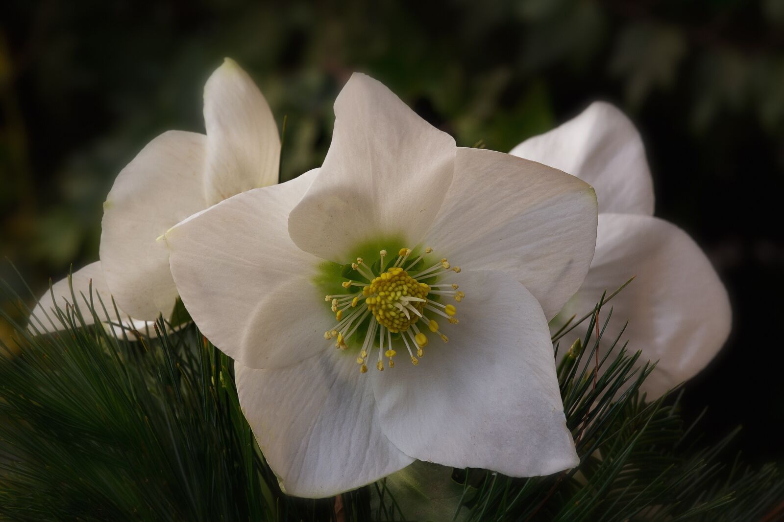 Canon EOS 60D sample photo. Nature, flowers, christian roses photography