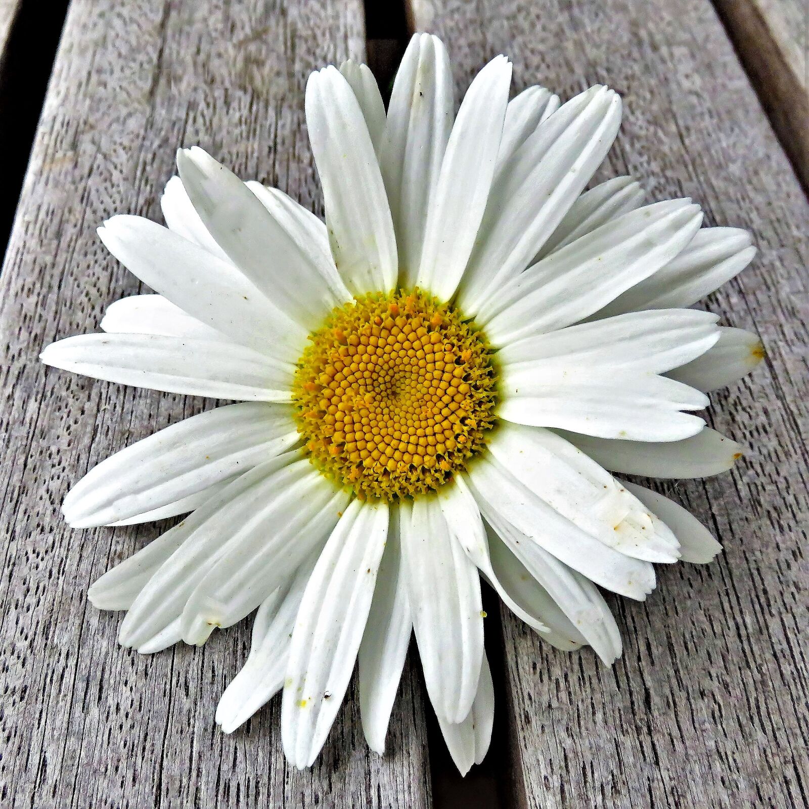 Canon PowerShot SX710 HS sample photo. Flower, marguerite, meadow margerite photography