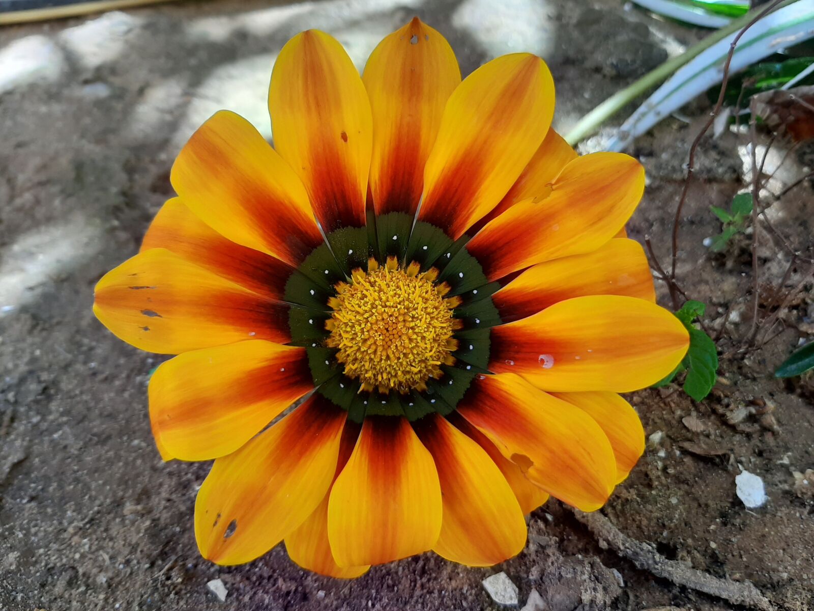 Samsung Galaxy A50 sample photo. Flower, nature, orange photography
