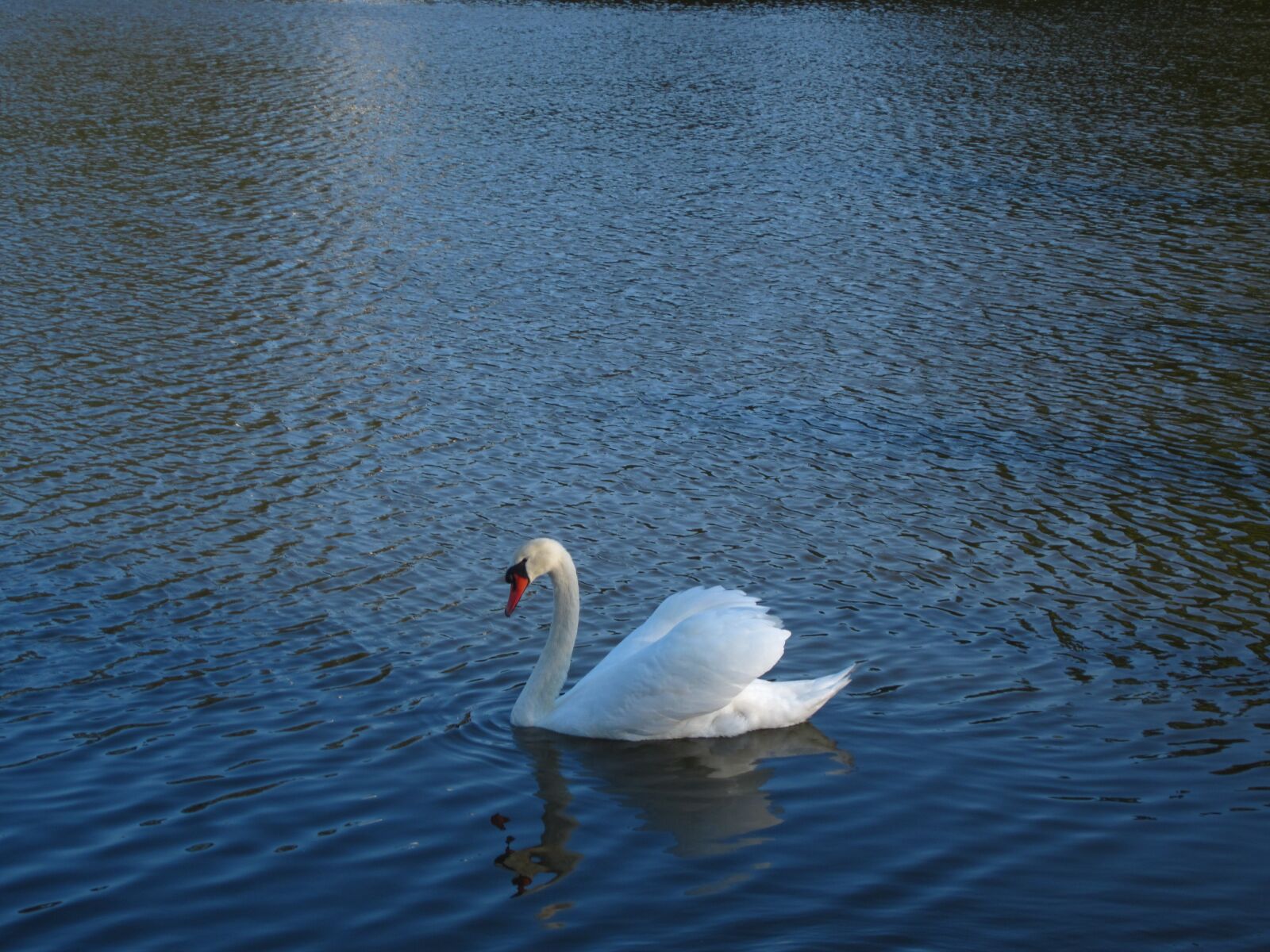 Canon PowerShot ELPH 300 HS (IXUS 220 HS / IXY 410F) sample photo. Swan, lake, waterfowl photography
