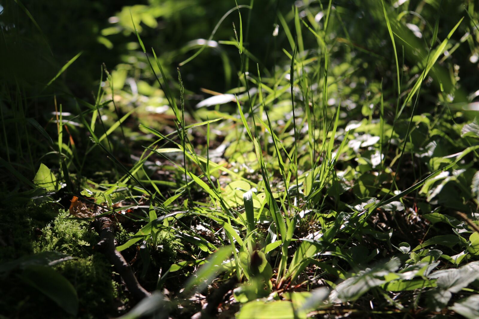 Canon EOS 70D + Canon EF 24-105mm F4L IS USM sample photo. Summer, green, light photography