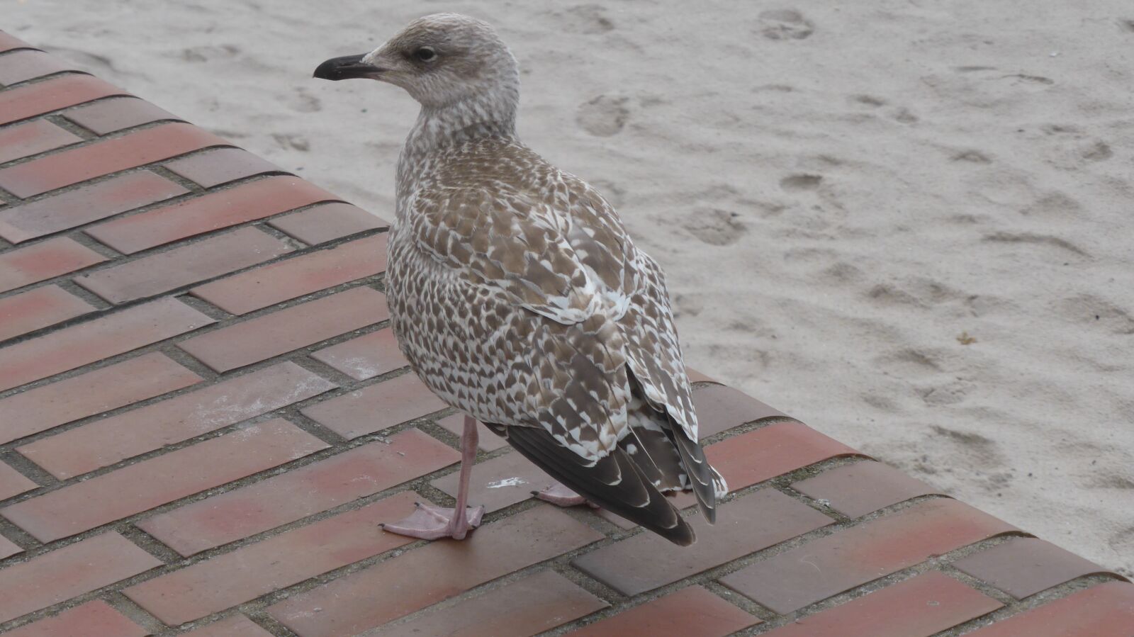 Panasonic DMC-TZ41 sample photo. Seagull, bird, wait photography