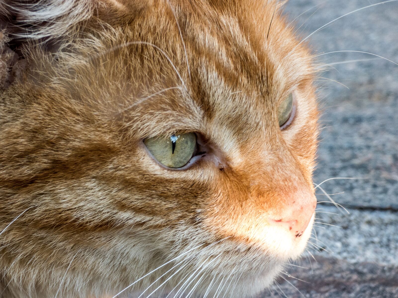 Panasonic DMC-FZ72 sample photo. Cat, domestic cat, animal photography