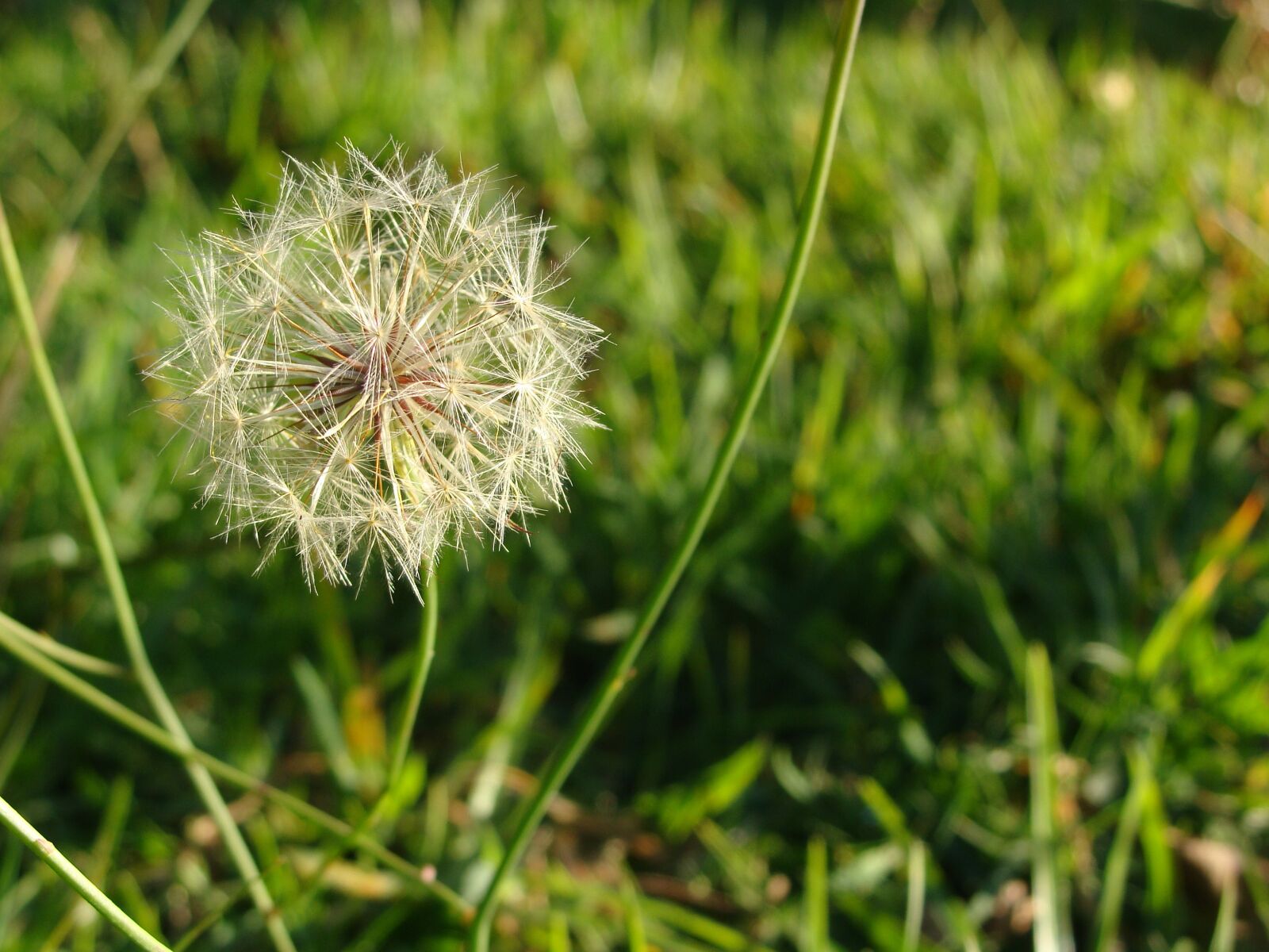 Sony Cyber-shot DSC-H10 sample photo. Wish, flower, weeds photography