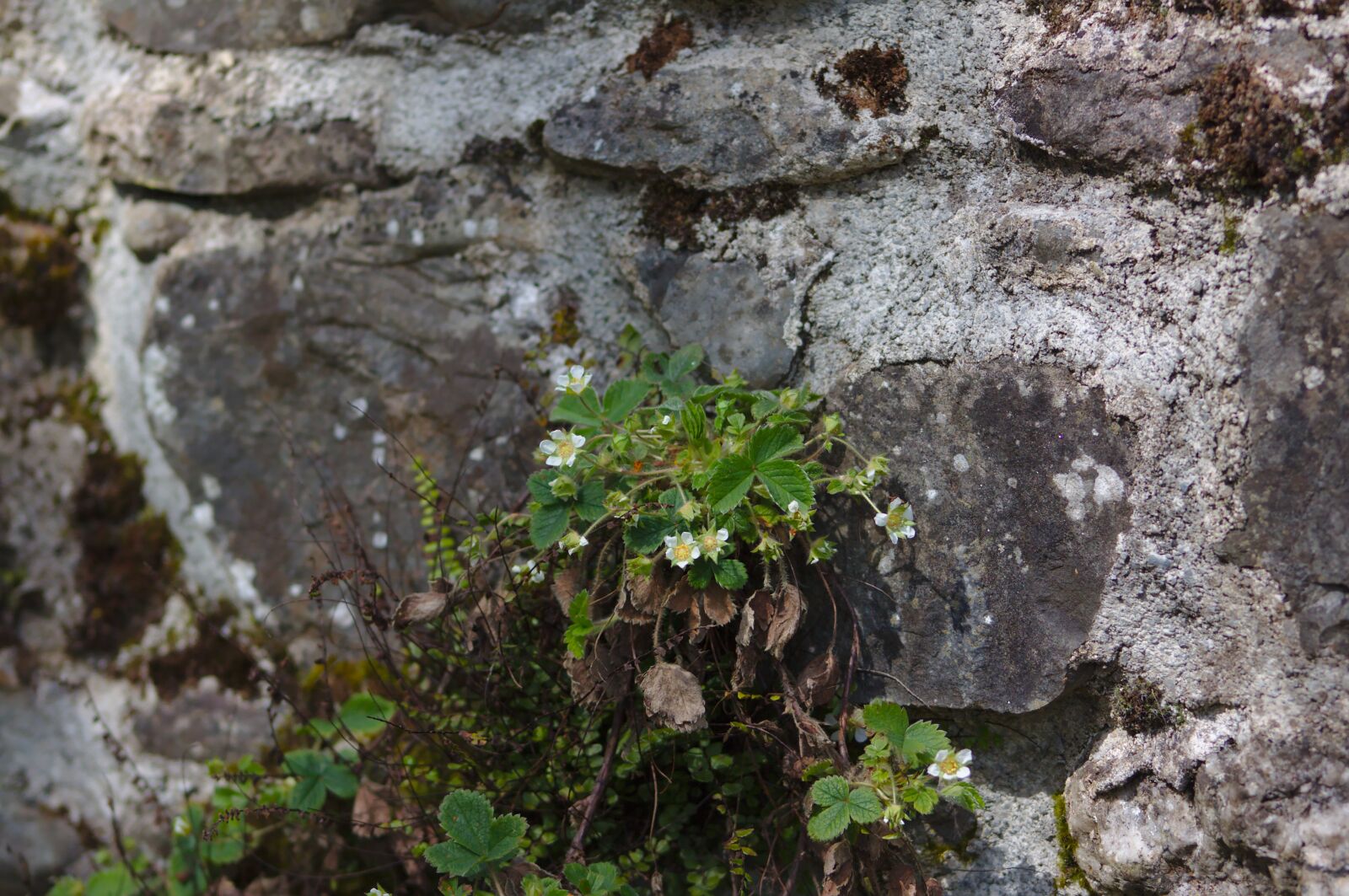 Canon EOS 50D sample photo. Strawberry, plant, flowers photography