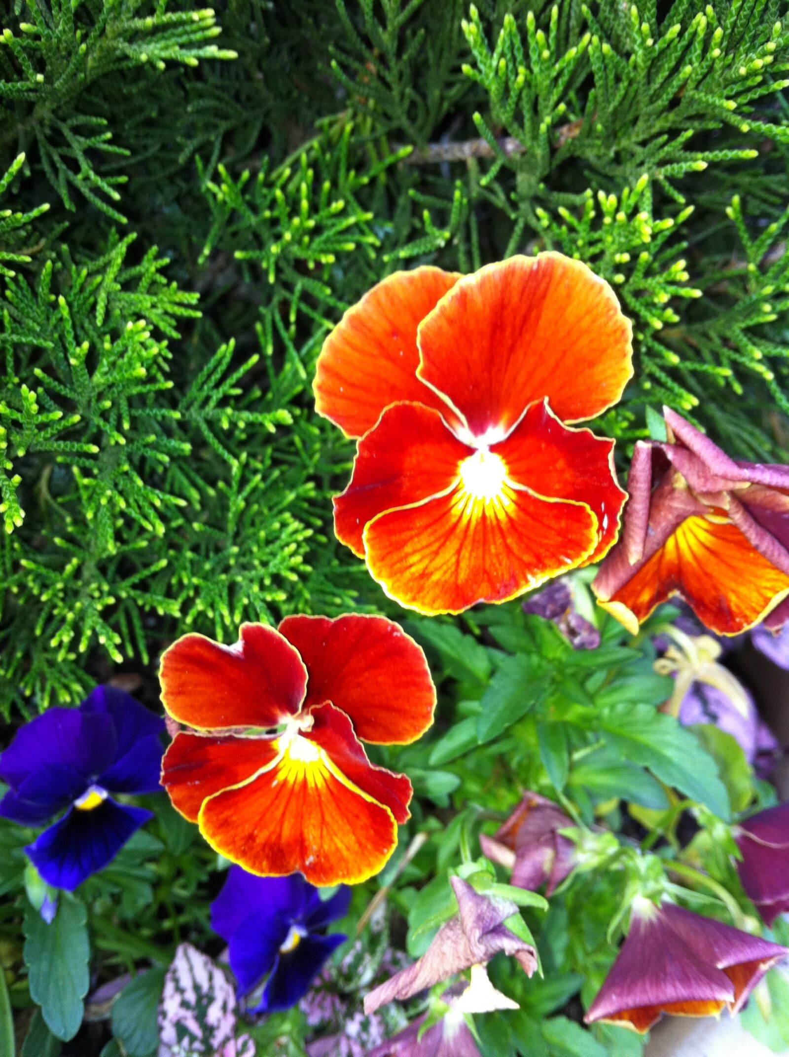 Apple iPhone 4 sample photo. Flower photography