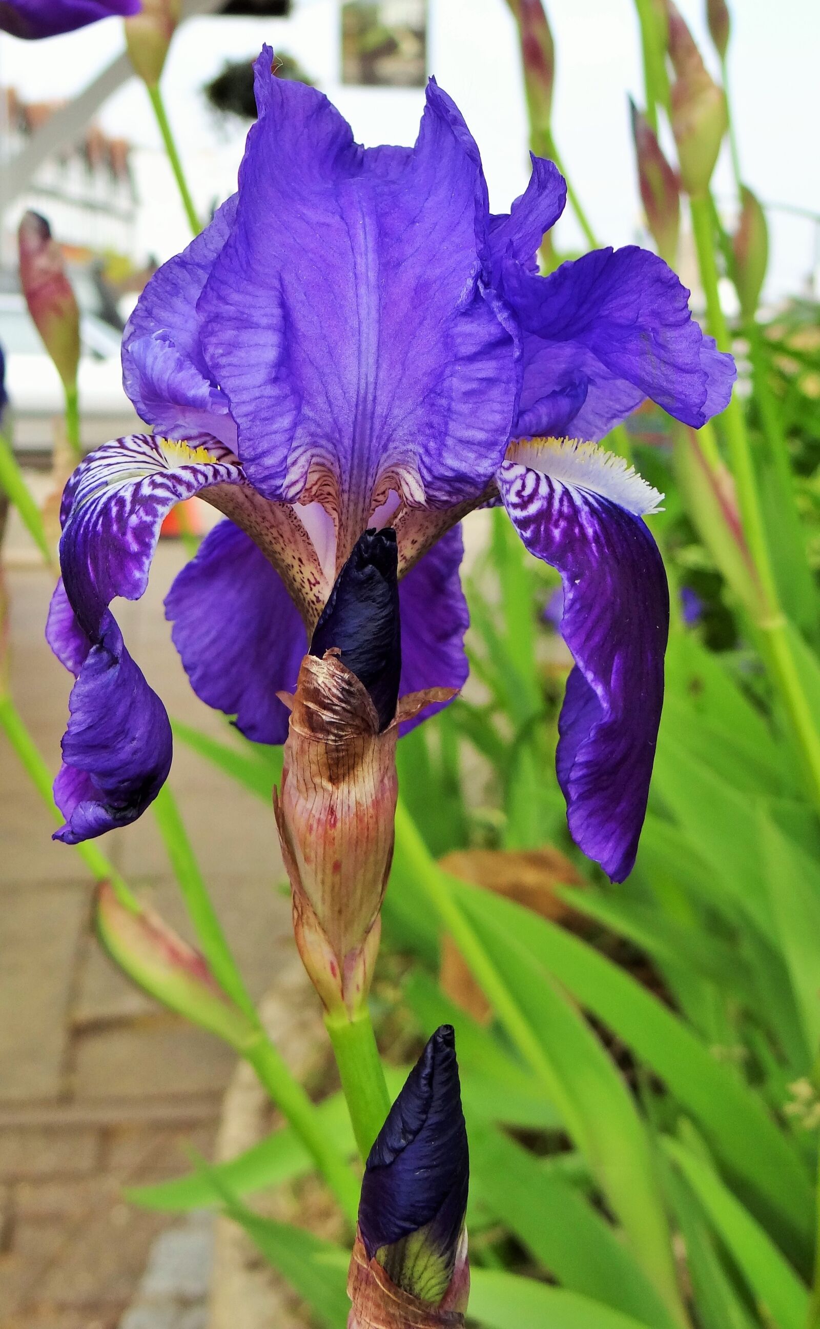 Sony Cyber-shot DSC-HX100V sample photo. Iris, purple, bloom photography