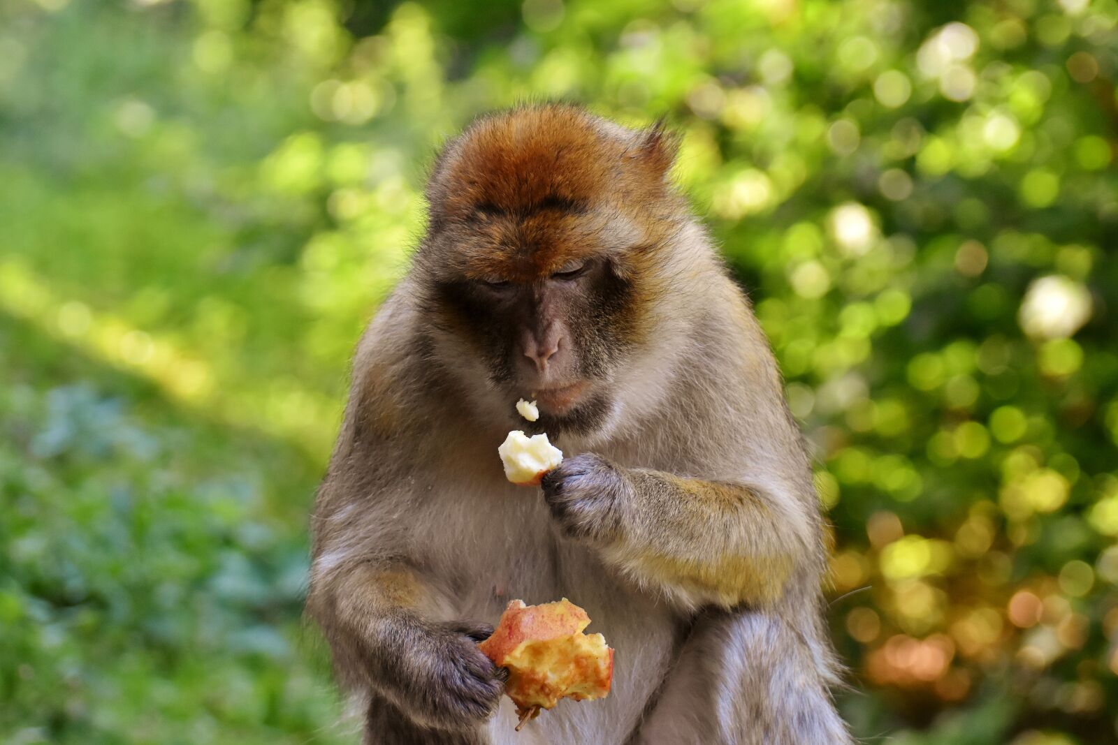 Nikon D7200 sample photo. Barbary ape, eat, apple photography