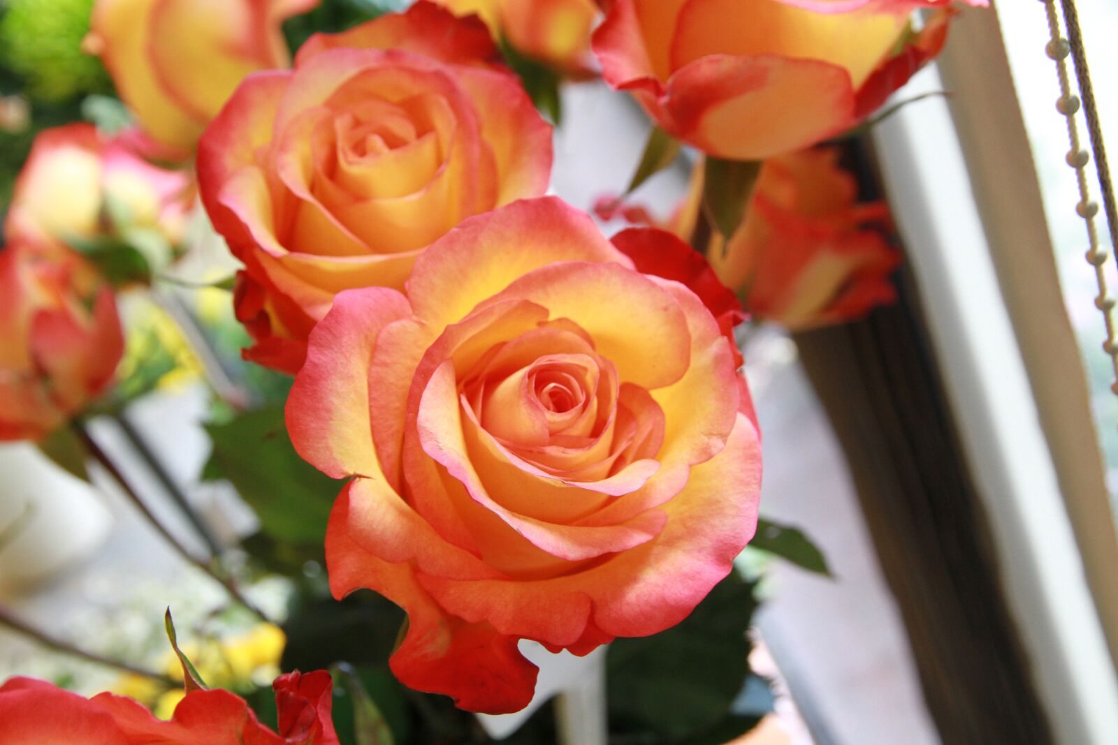 Canon EOS 7D sample photo. Rose, flowers, pink rose photography